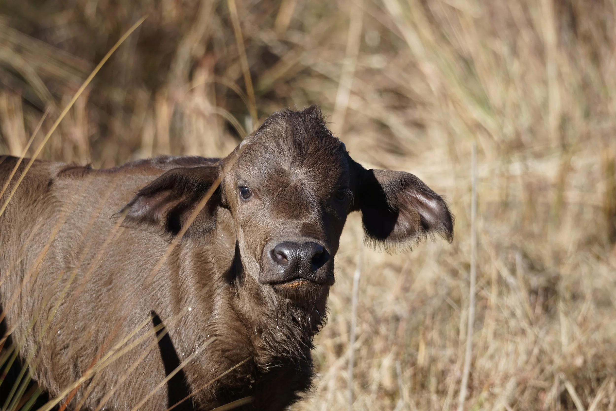 Young brown calf standing in tall grass in a sunny outdoor setting.