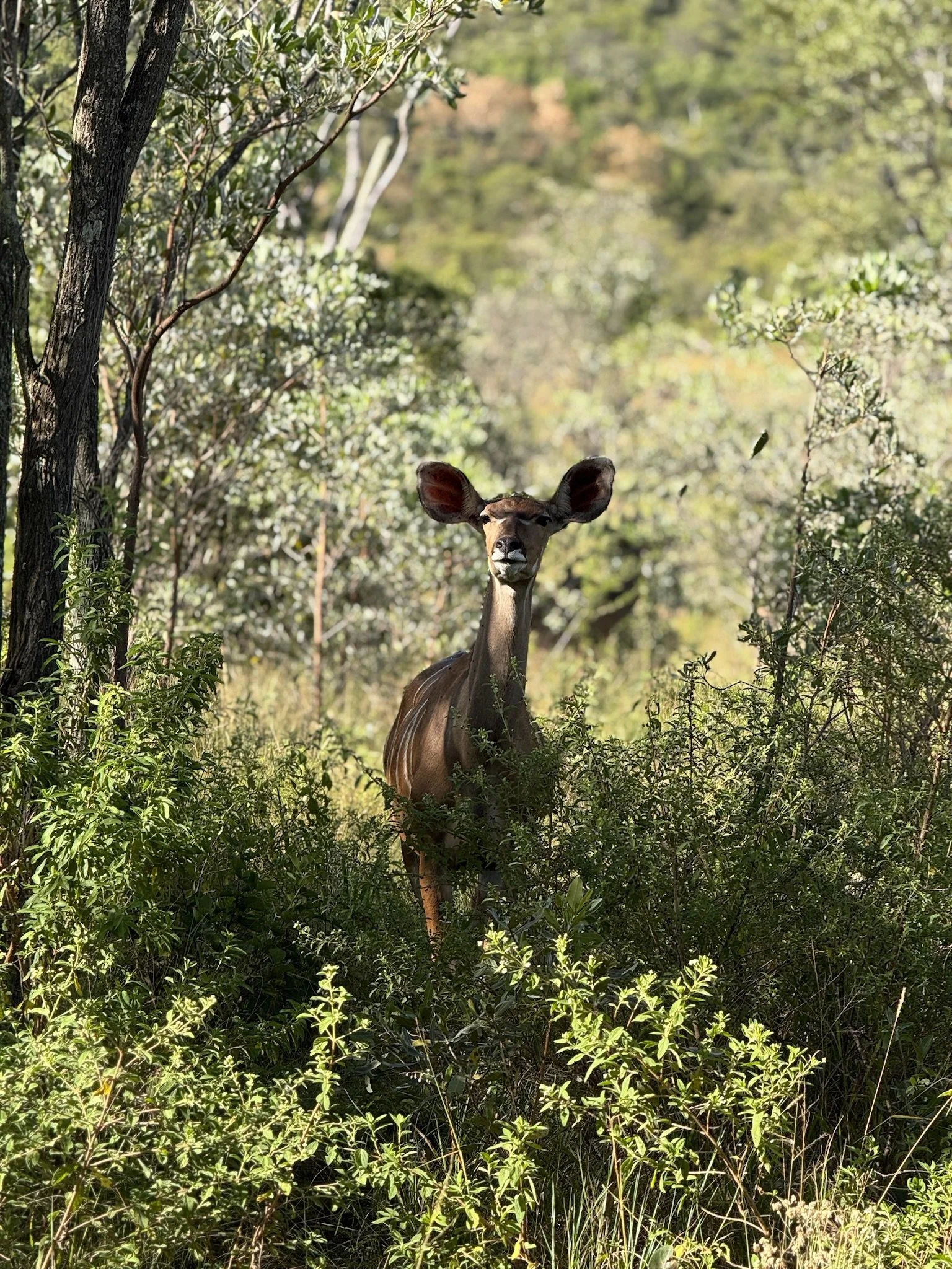 A deer with large ears standing amidst green foliage in a forested area.