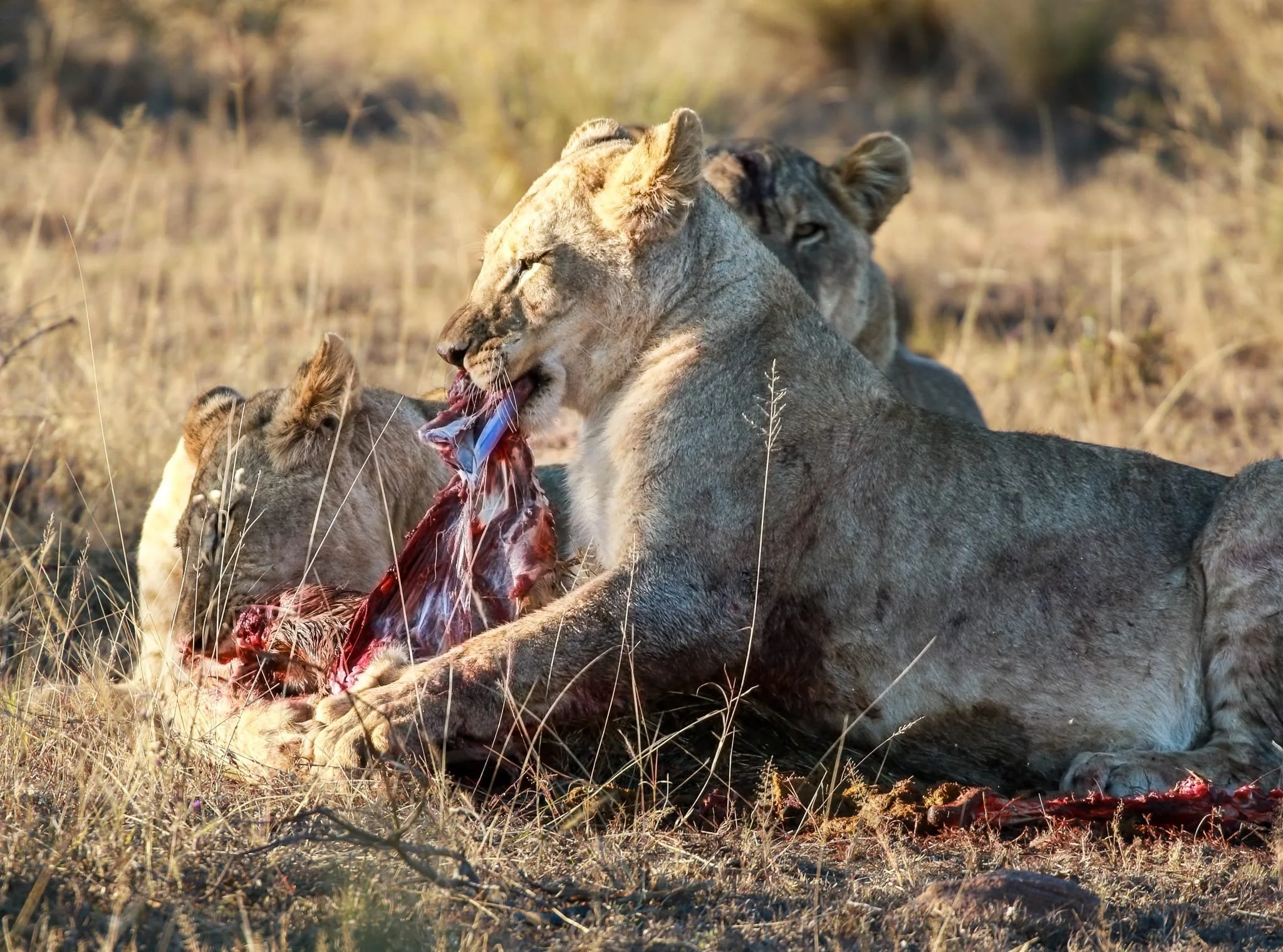Three lions eating a carcass outdoors on dry grass.
