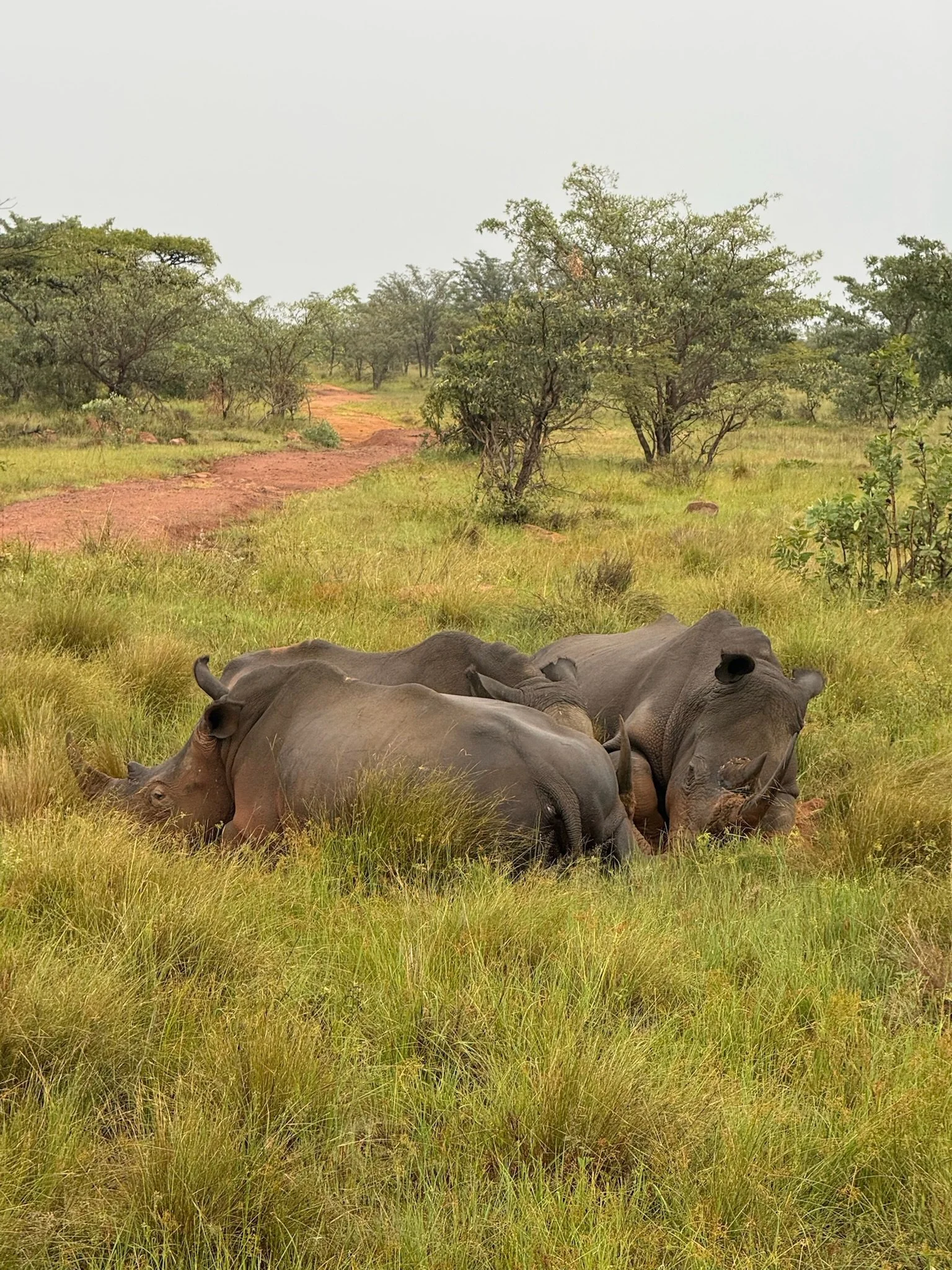 Three hippopotamuses resting on grassy terrain in a savannah landscape with trees and a dirt path in the background.