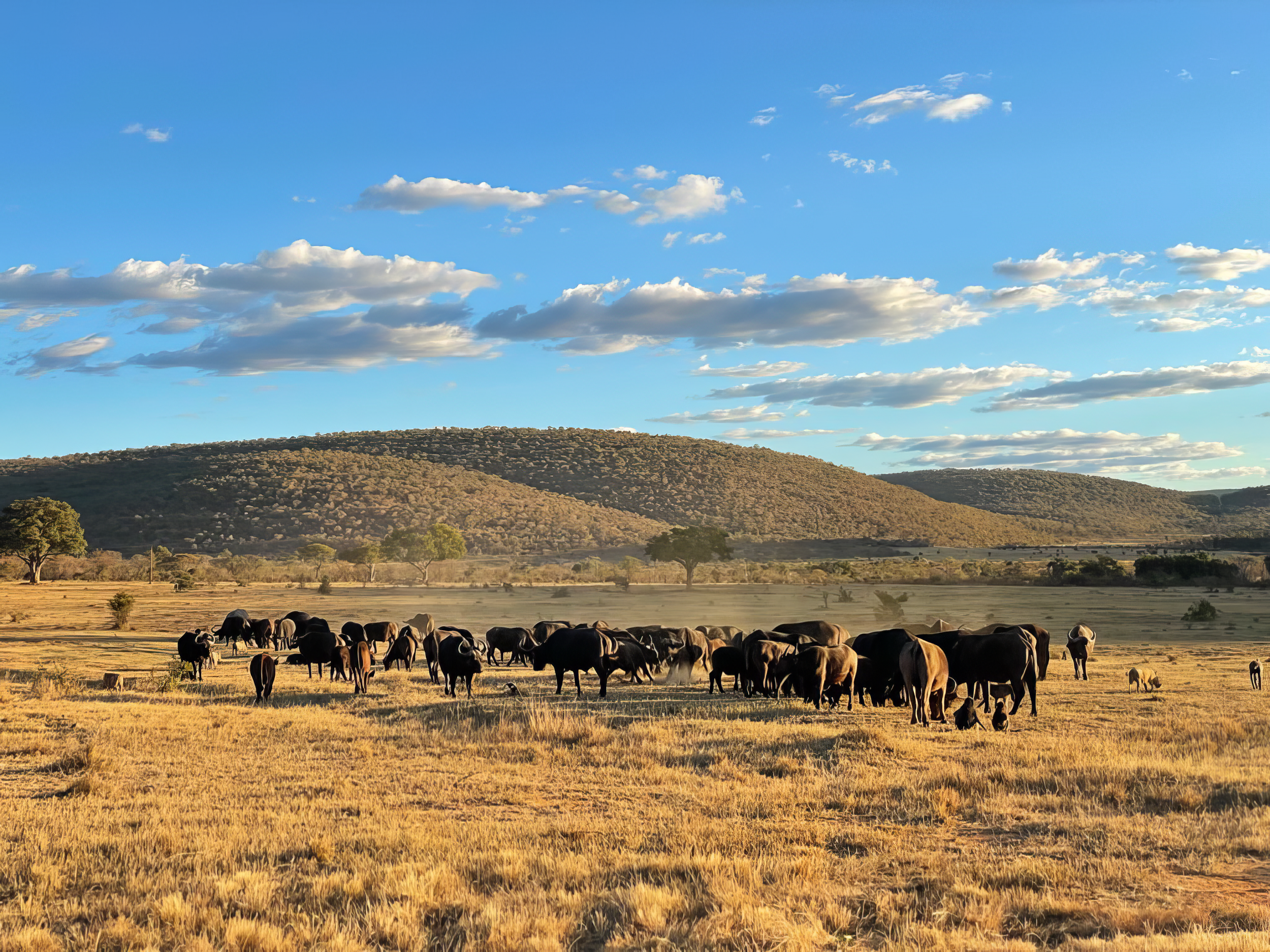 A herd of cattle grazing on a grassland with mountains in the background under a partly cloudy sky.