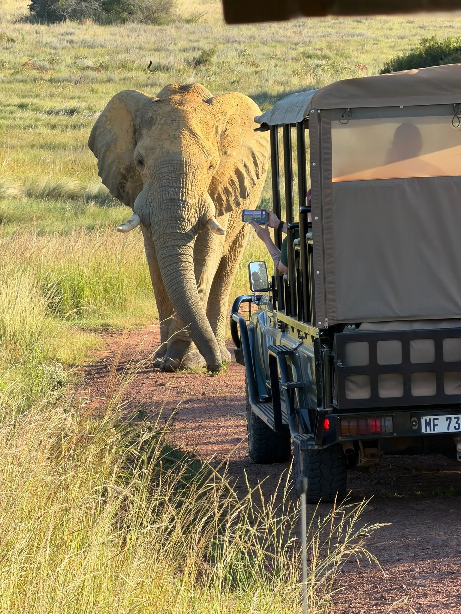 A person on a safari vehicle taking a photo of a large elephant walking on a dirt path in a grassy field.