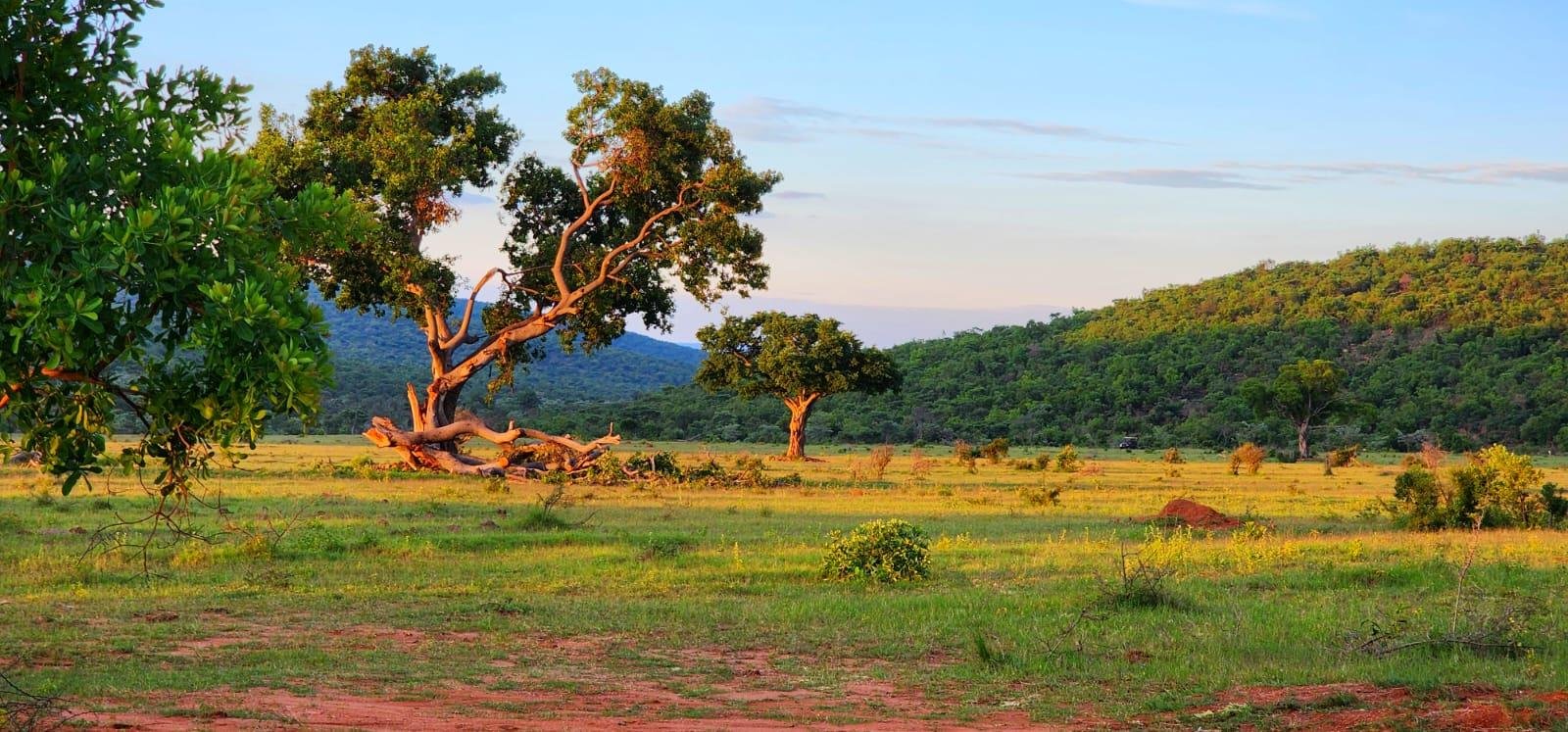 Open landscape with trees, grass, and hills in the background during daylight.