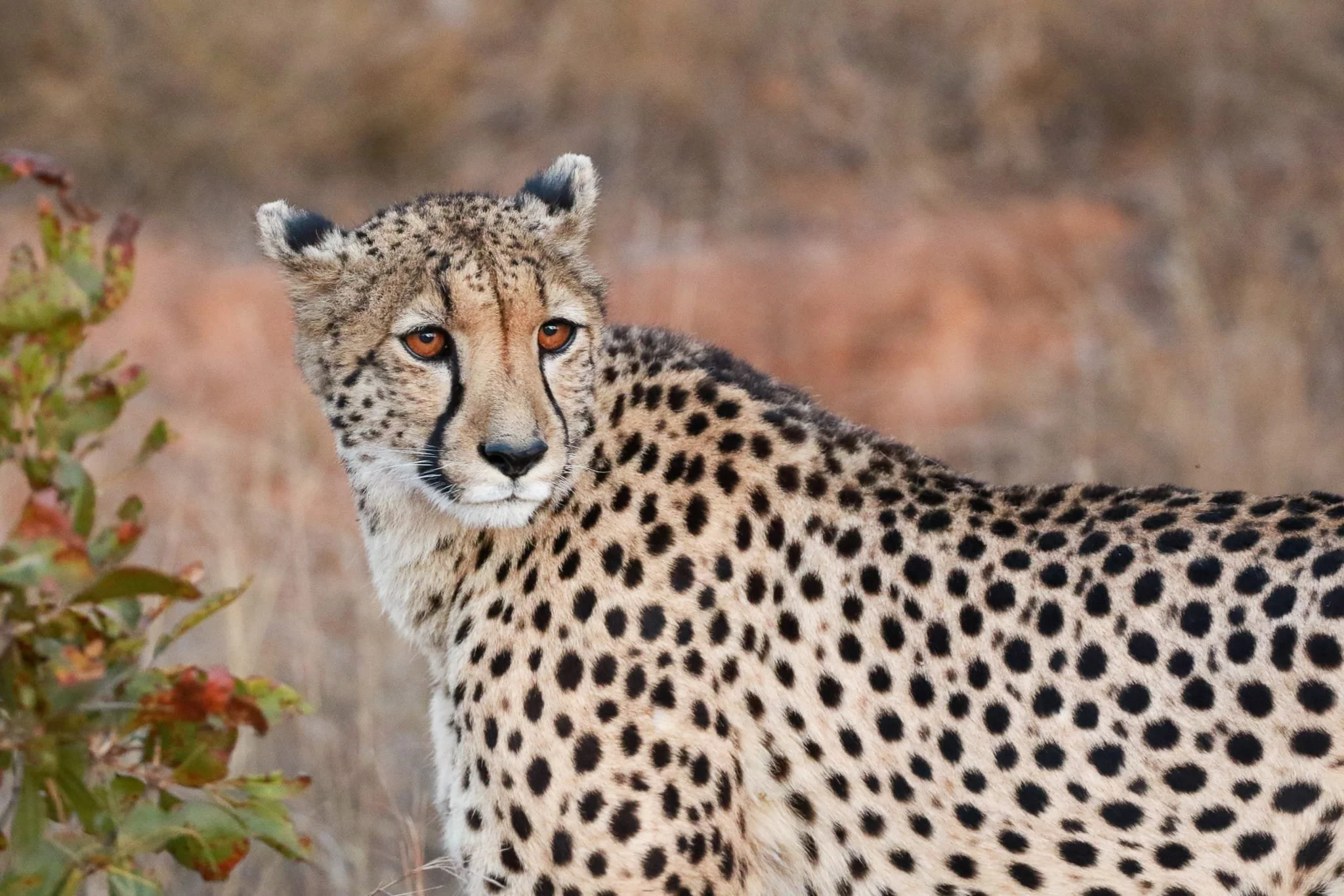 A cheetah standing outdoors with a blurred background of grass and plants.