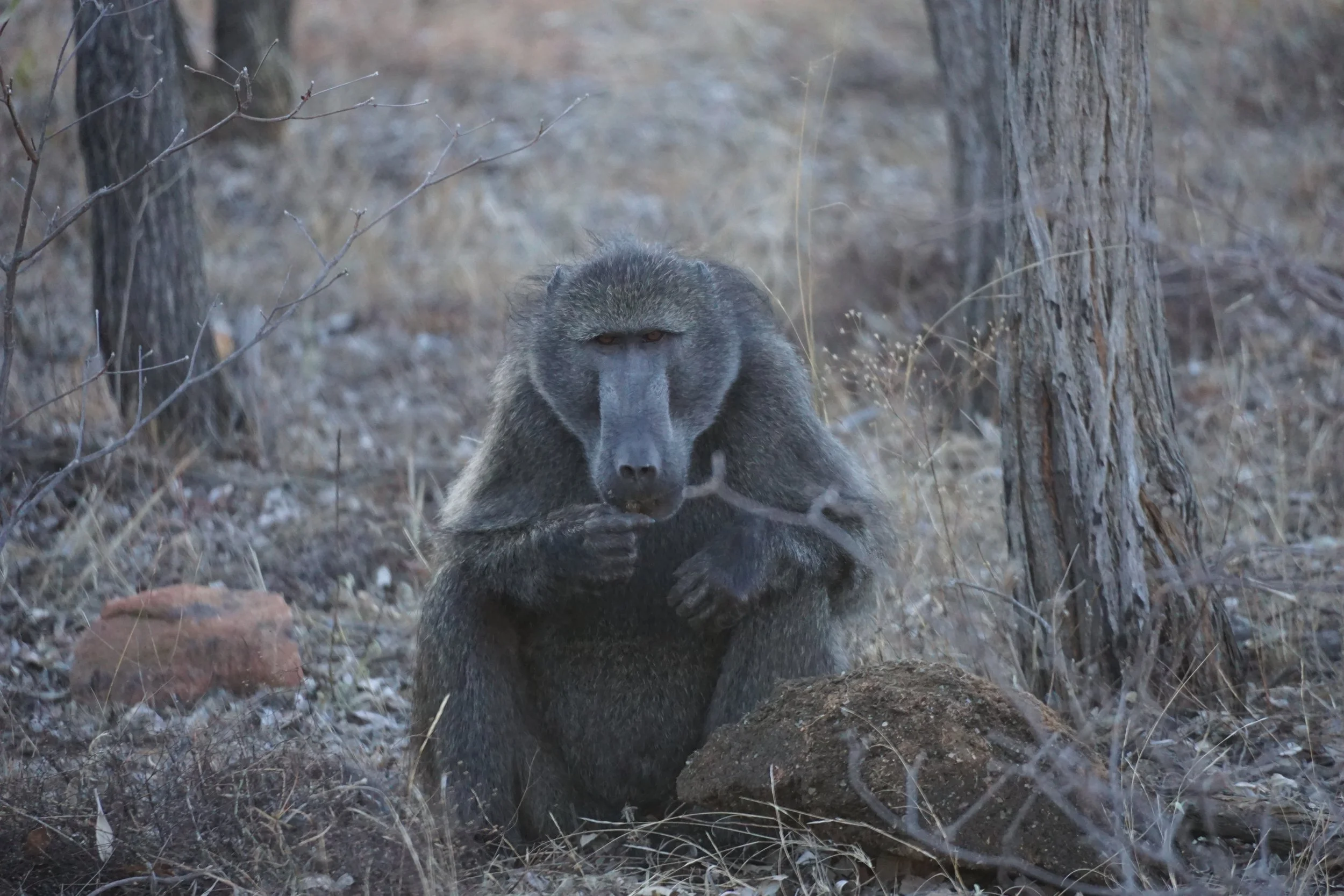 A baboon sitting on the ground among dry grass and rocks in a forested area, holding and eating something with both hands.