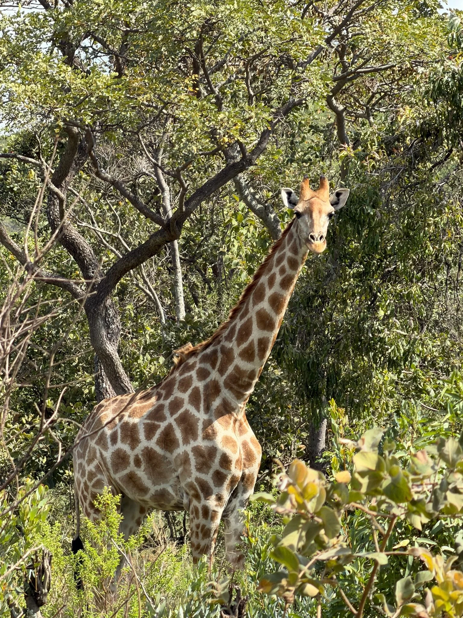 A giraffe standing among dense green trees and bushes in the wild.
