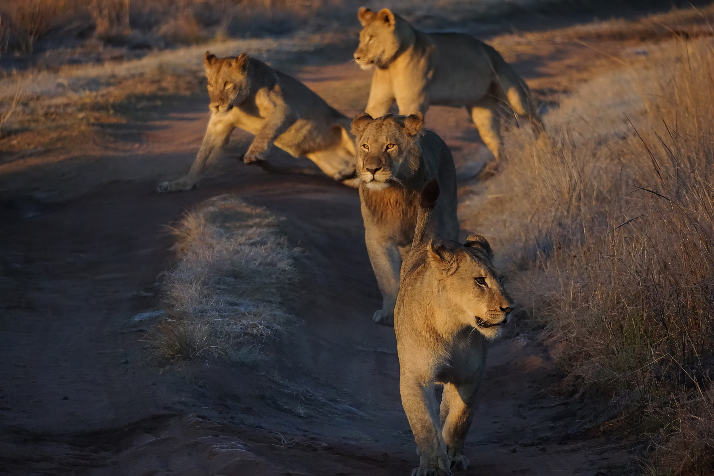 Five lions, two adult females, one adult male, and two cubs, walking across a dirt trail in the savannah during sunset.