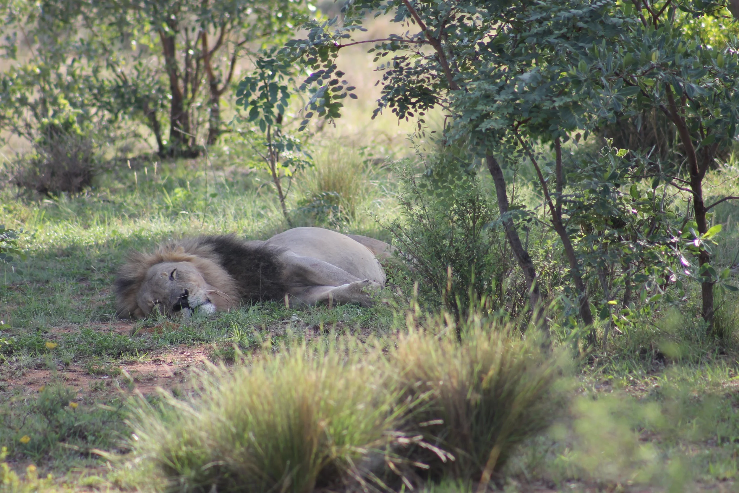 A lion lying on the grass in a savannah landscape, surrounded by bushes and small trees, with sunlight filtering through the foliage.