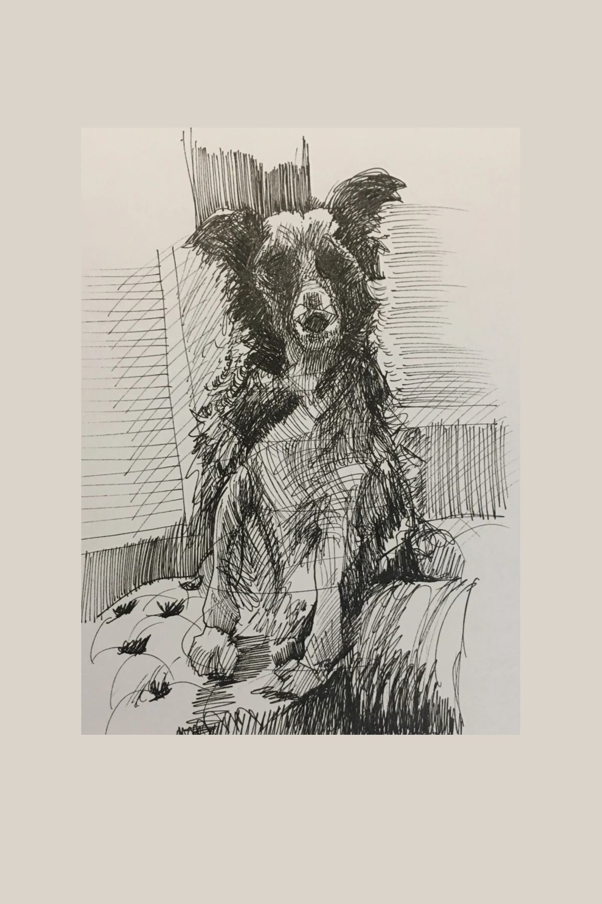 A detailed black ink sketch of a border collie cross dog sitting up on a cushioned surface, with a background of wall panels.