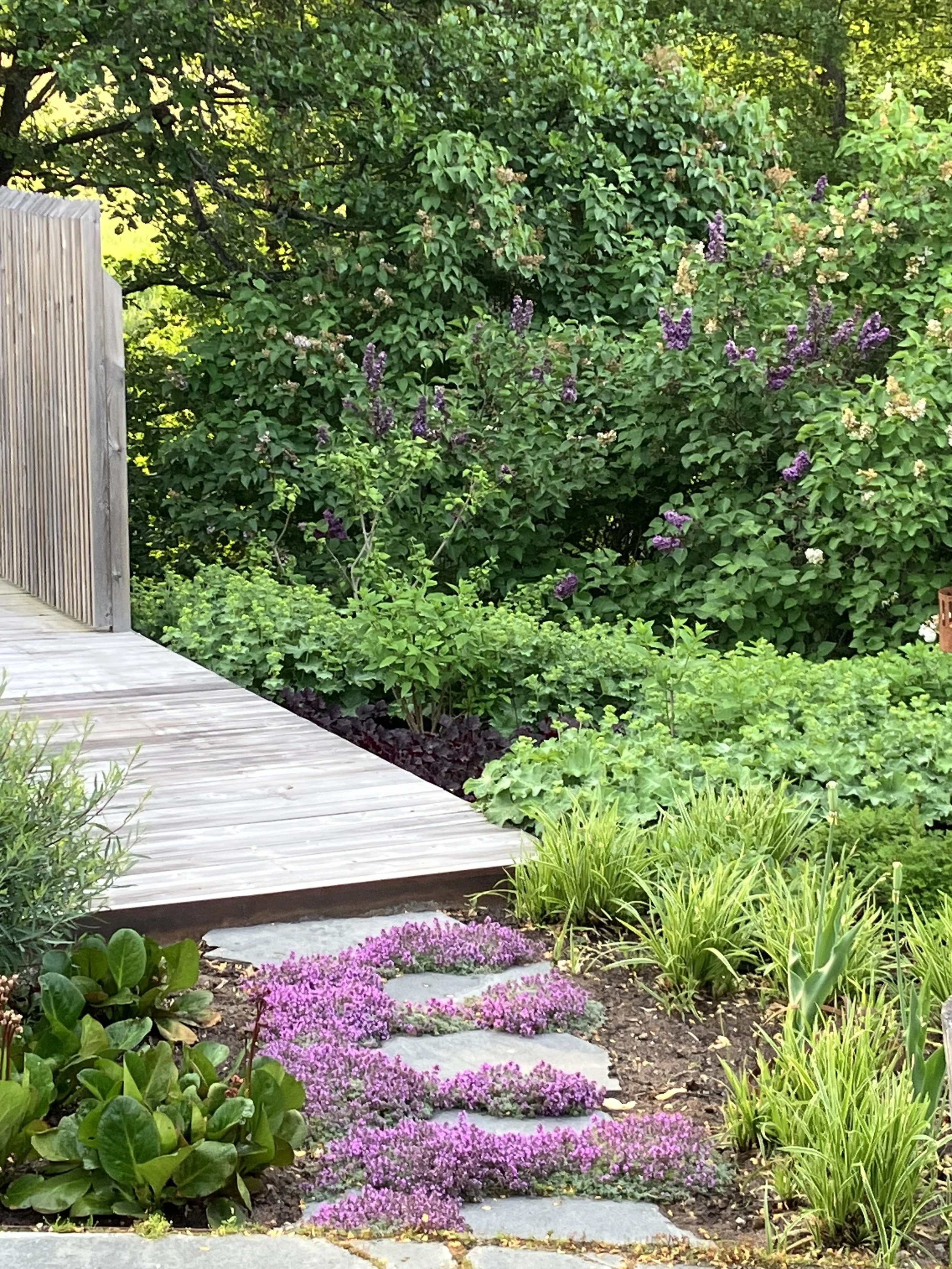 IMG_trampsteg i rabatt.jpeg