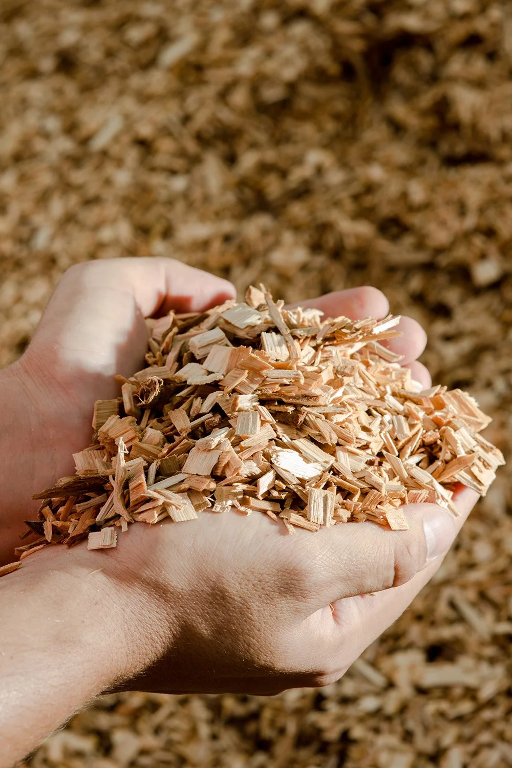 A person's hand holding shredded wood chips with a background of more wood chips.
