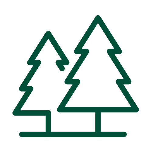 Line drawing of two pine trees on a patch of ground.