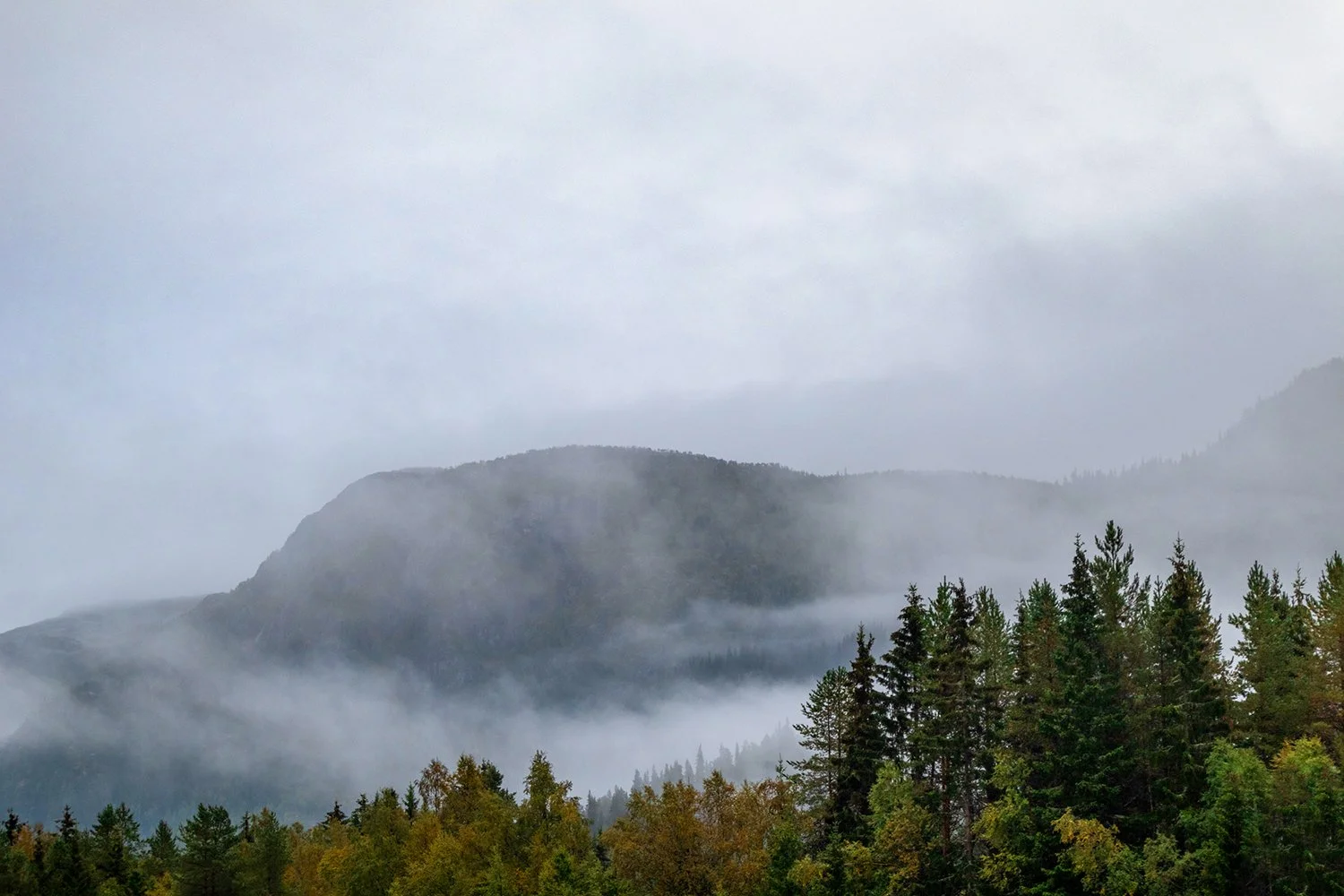 Mountains with fog and pine trees in the foreground on a cloudy day.