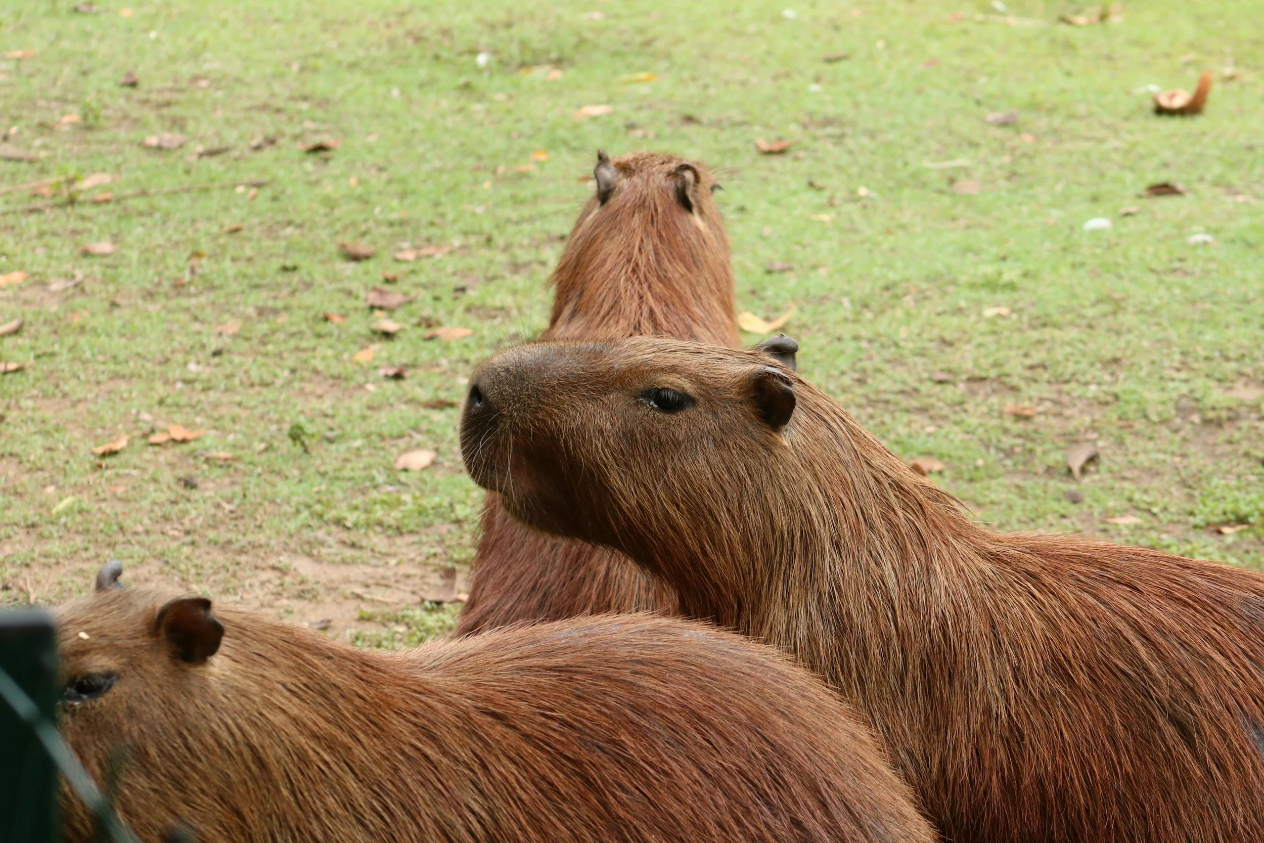 Capybara