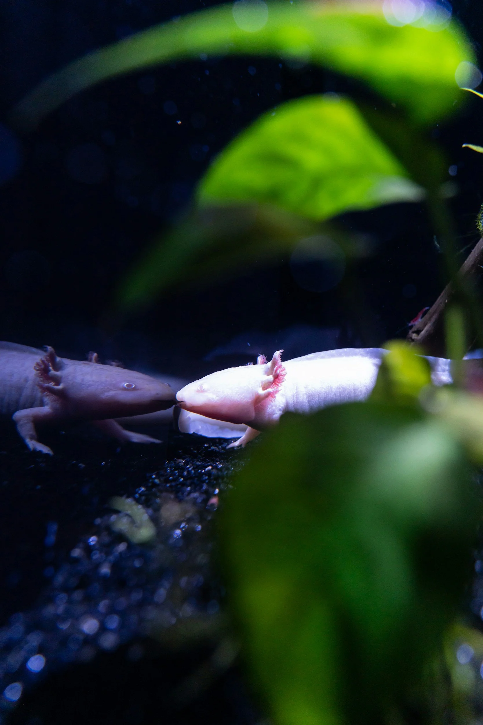 Axolotl