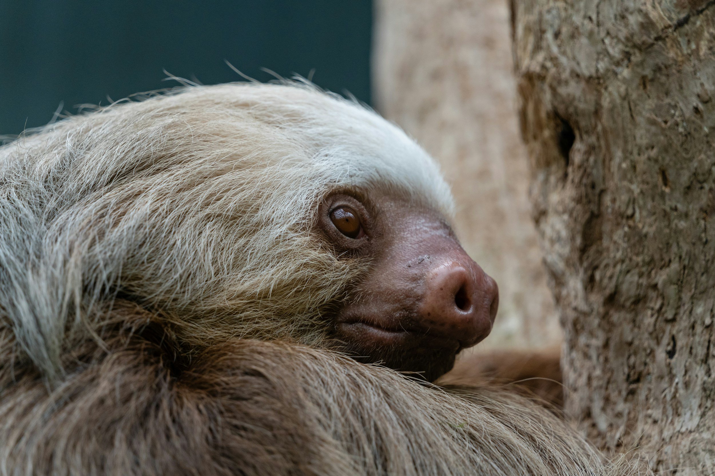 Linnaeus's two-toed sloth
