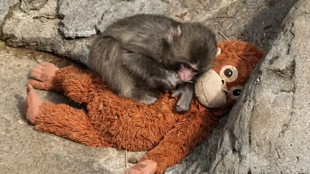 World Orangutan Day