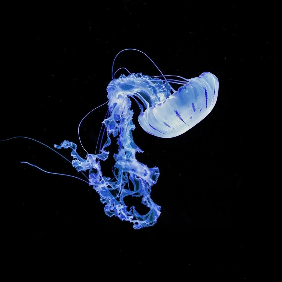 The Ocean Moons
