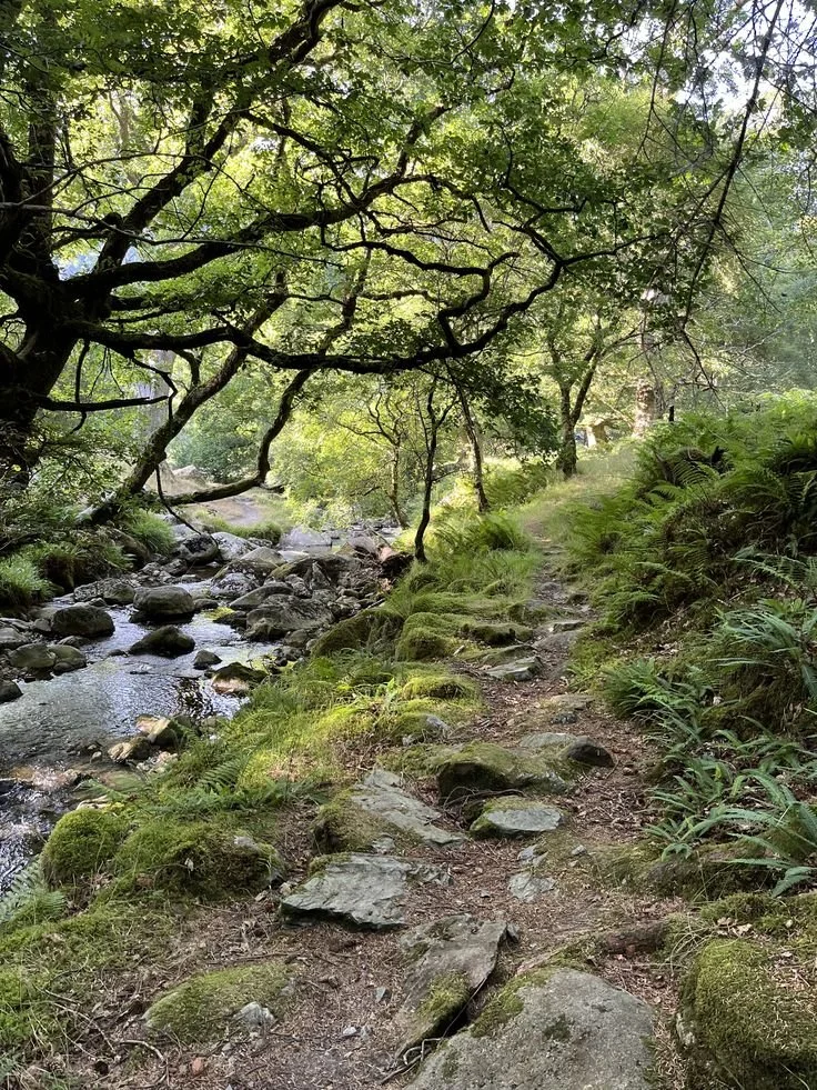 森林、小溪、探索步道