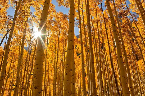 Sunlight filters through a grove of tall deciduous trees with golden yellow leaves, indicating autumn.