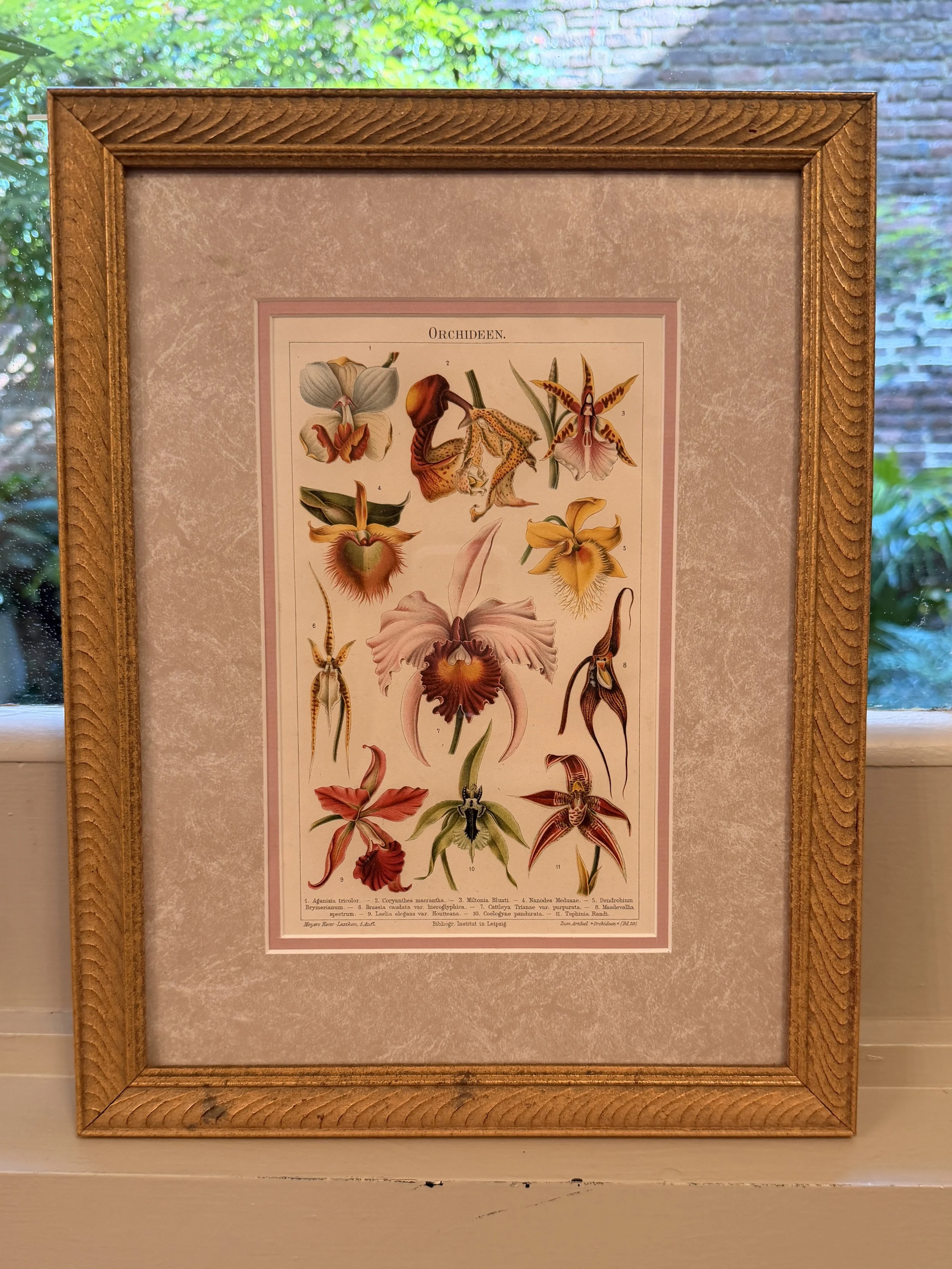 Vintage Framed Orchideen Botanical Print