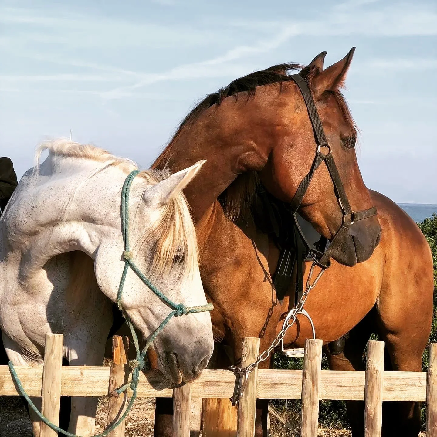 Two horses, one white and one brown, standing behind a wooden fence.