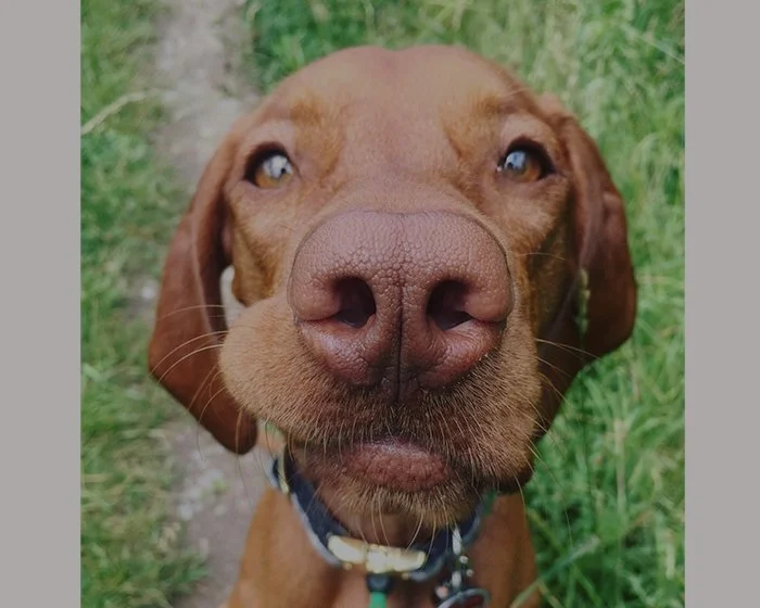 Nahaufnahme eines braunen Hundes mit Schnauze im Vordergrund, draußen im Gras.