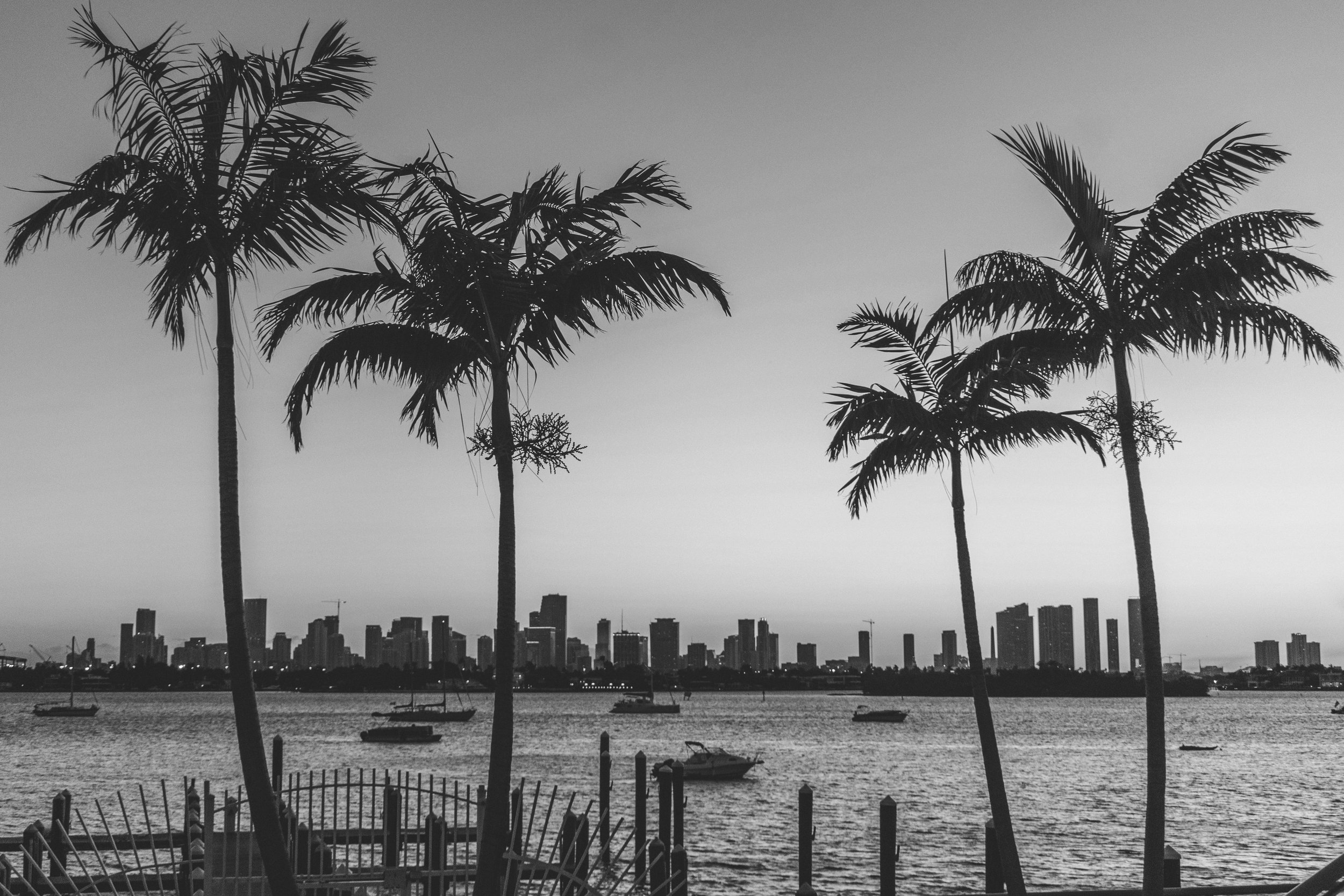 Black and white image of palm trees along a water shoreline with boats, and a city skyline in the background.