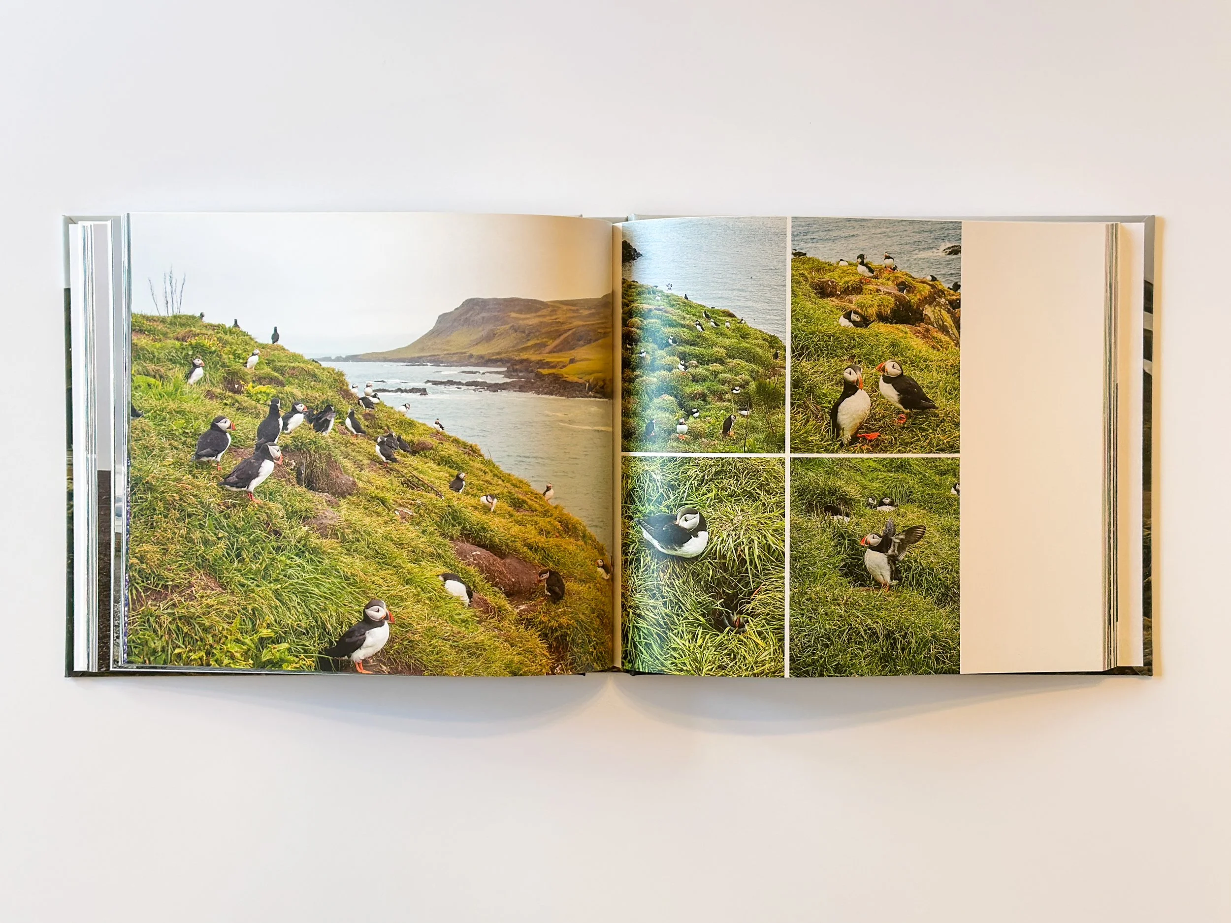 Open book showing multiple photographs of puffins on a grassy cliffside near the ocean.