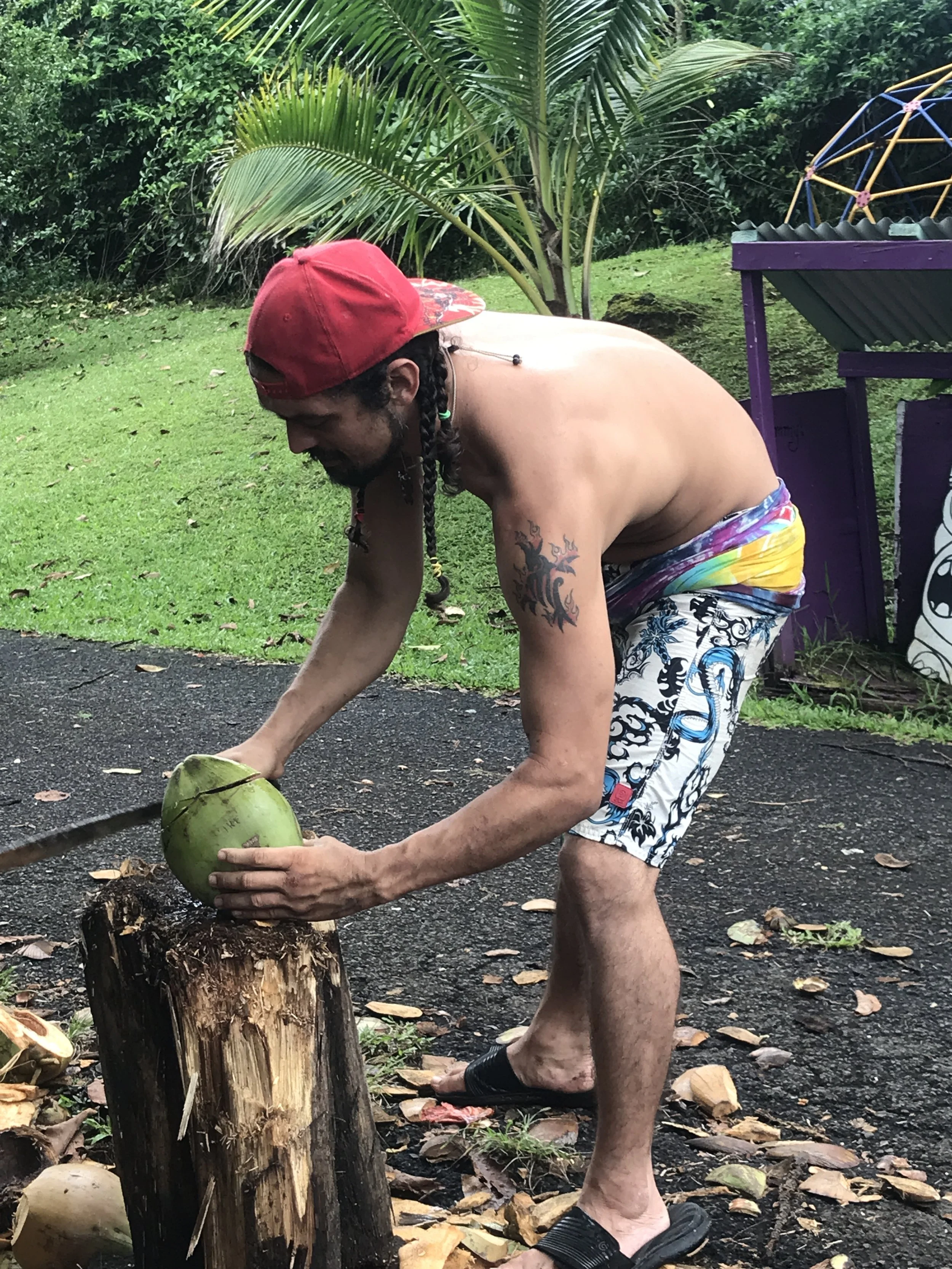 A man cutting open a fresh coconut at Coconut Glen's Ice cream on the Road to Hana in Maui Hawaii