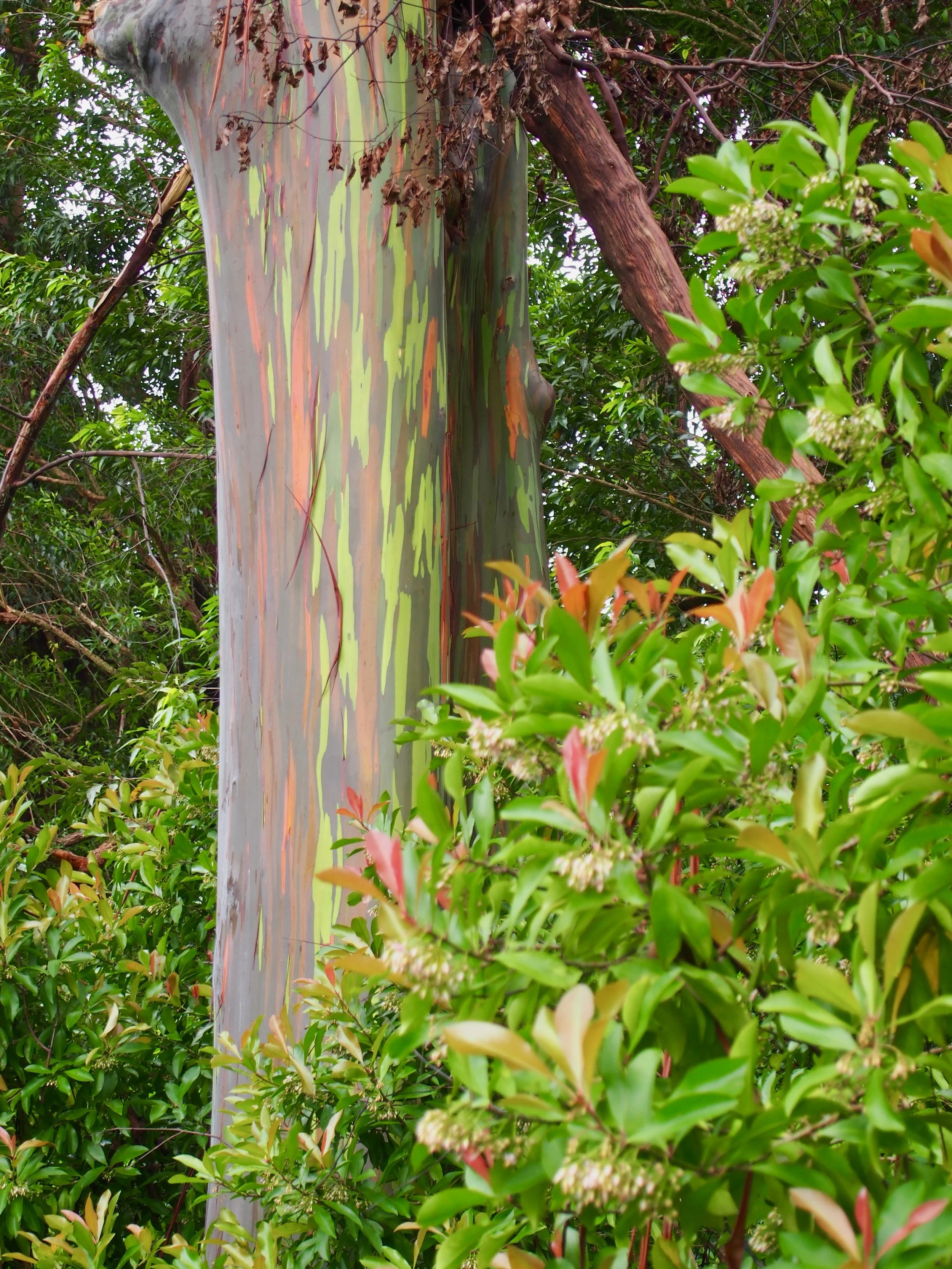 Rainbow eucalyptus trees along the Road to Hana in Maui Hawaii
