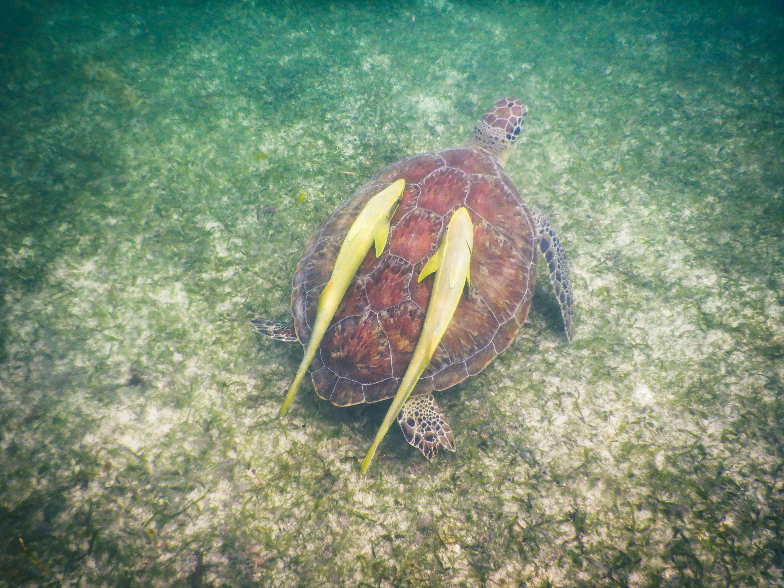 two suckerfish attached to a sea turtle at Akumal Beach in Mexico