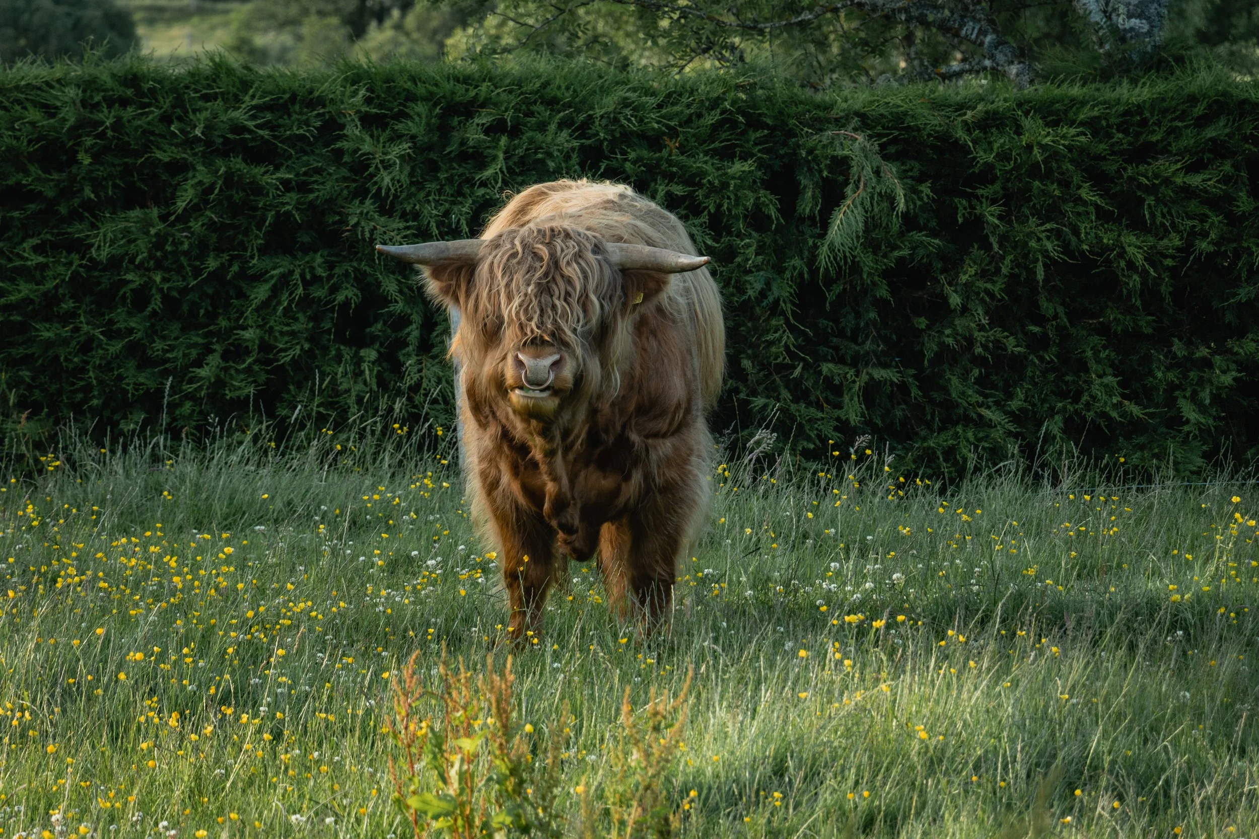 A Male Highland's Cow, also called a "coo"