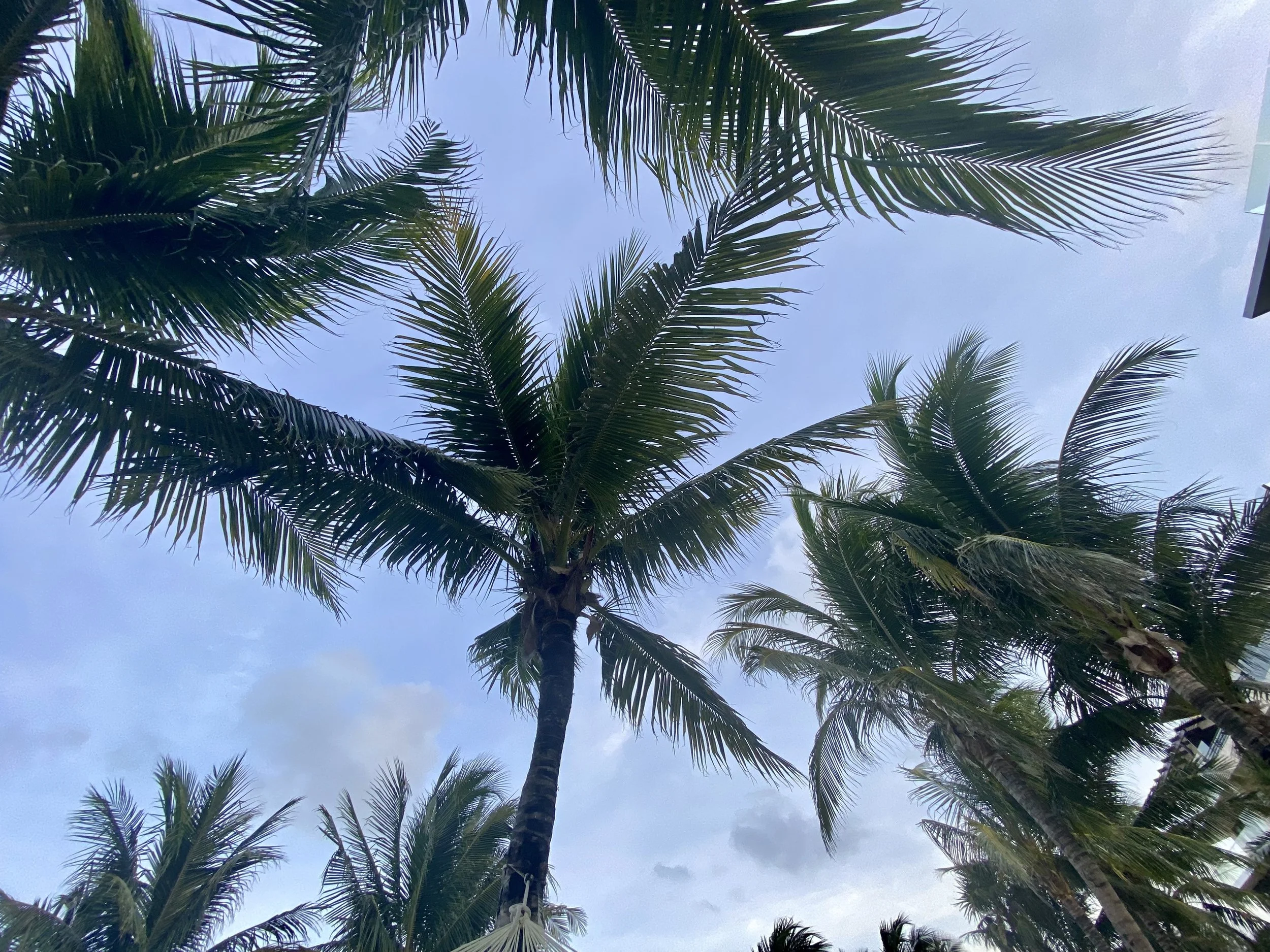 All-Inclusive or Non–All-Inclusive: That Is the Question