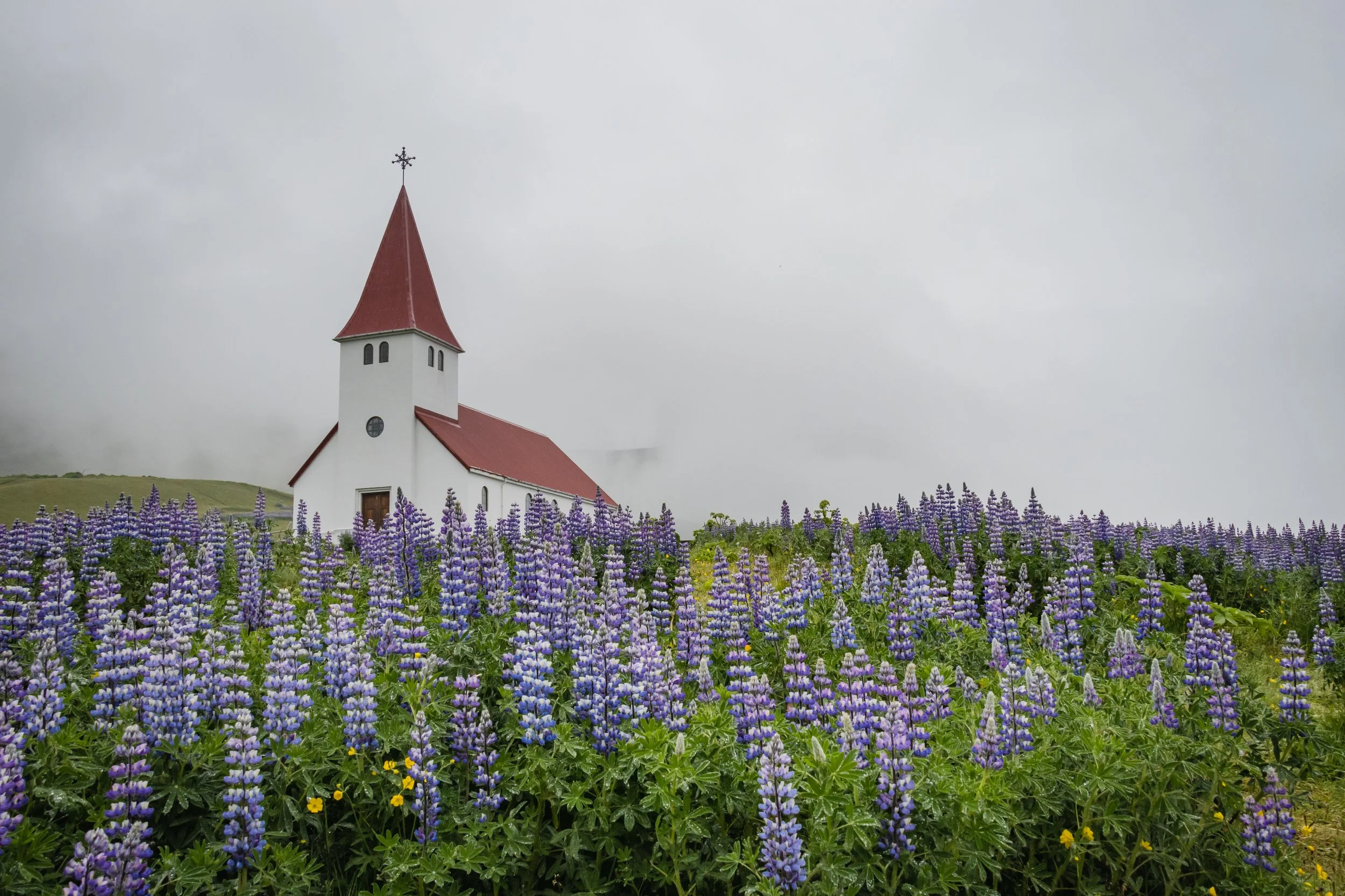 Iconic red roof church surrounded my purple lupin in Vik, Iceland