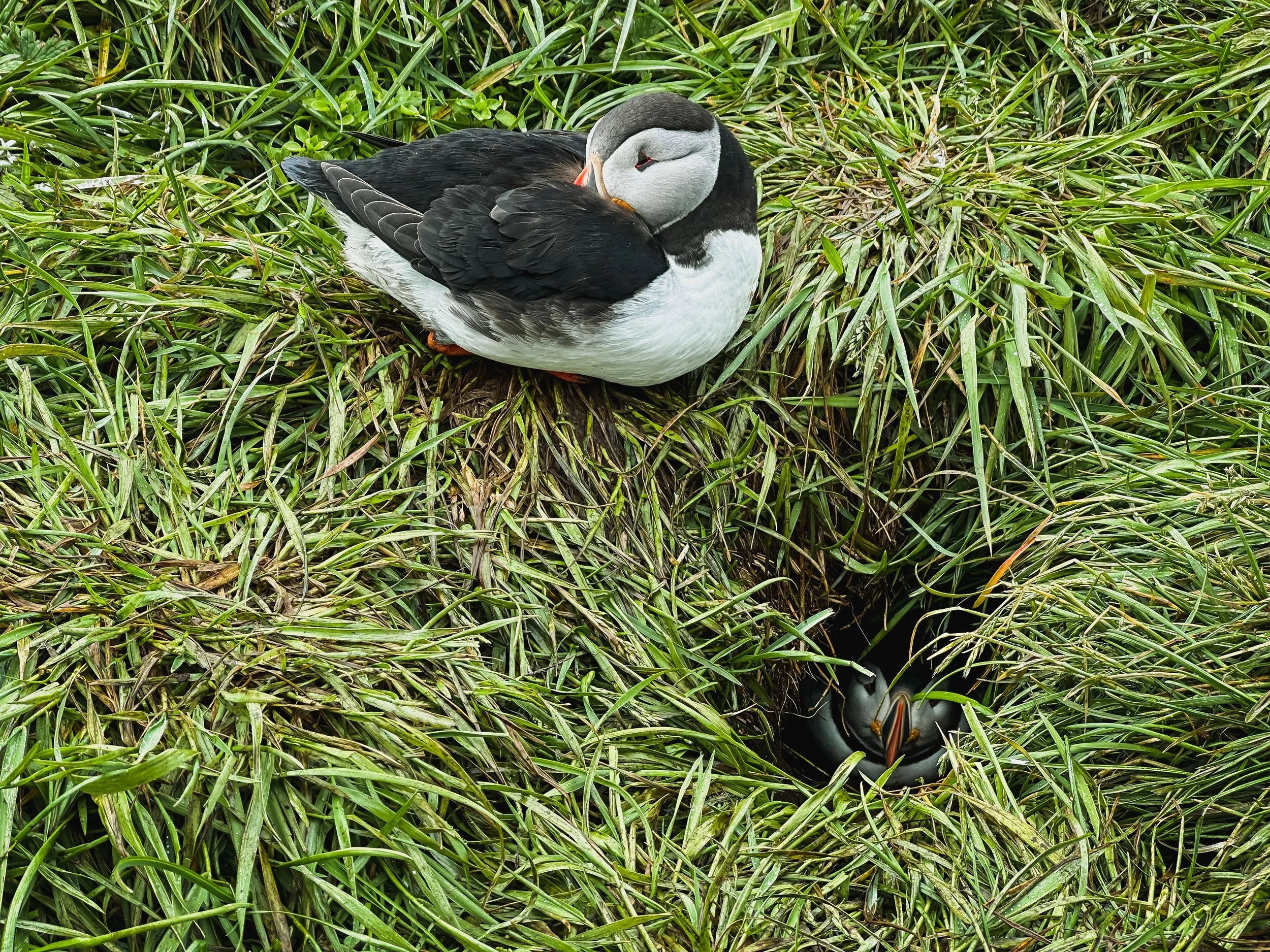 Iceland puffins guarding a nest