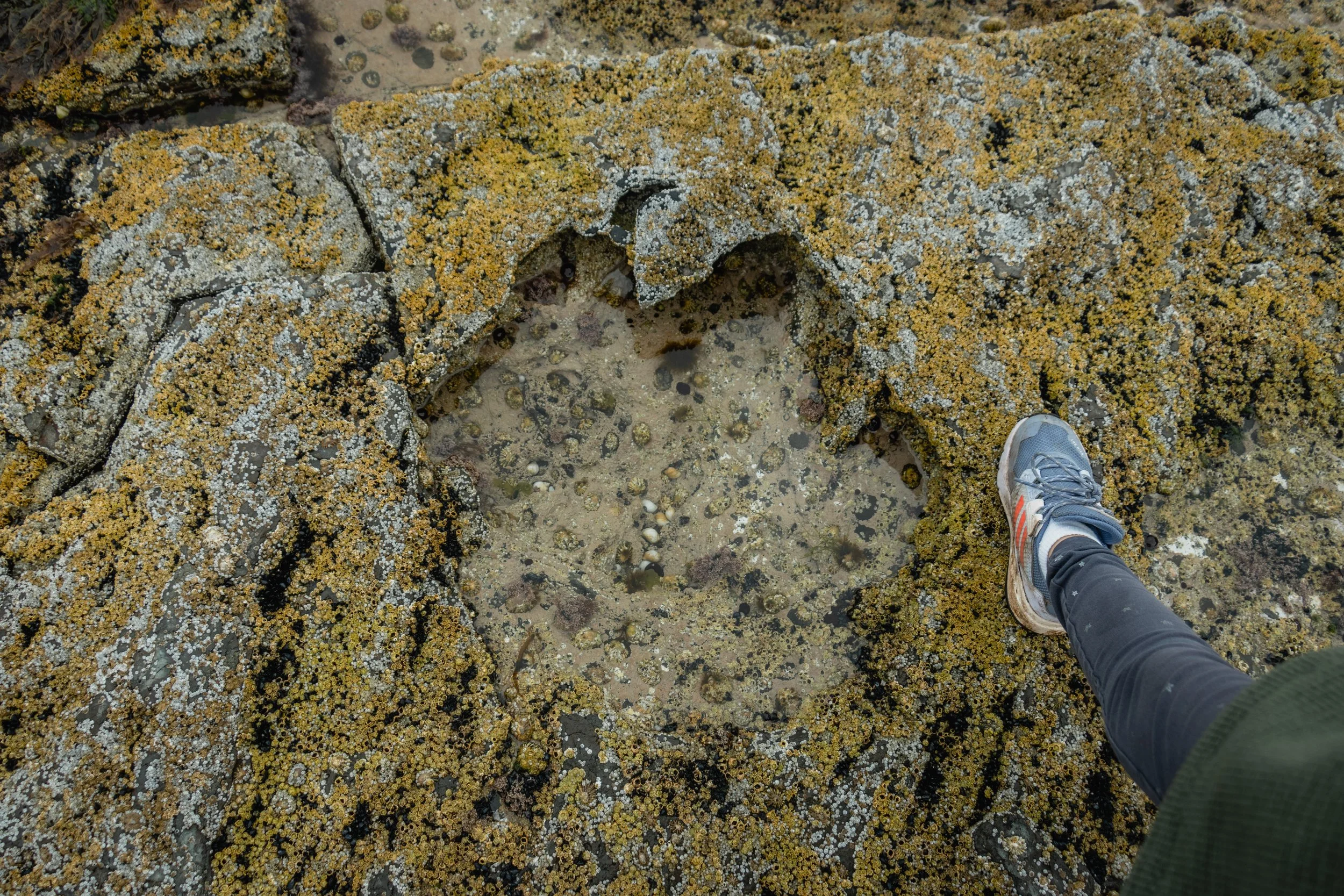 A dinosaur print on Brother's Point on the Isle of Skye in Scotland