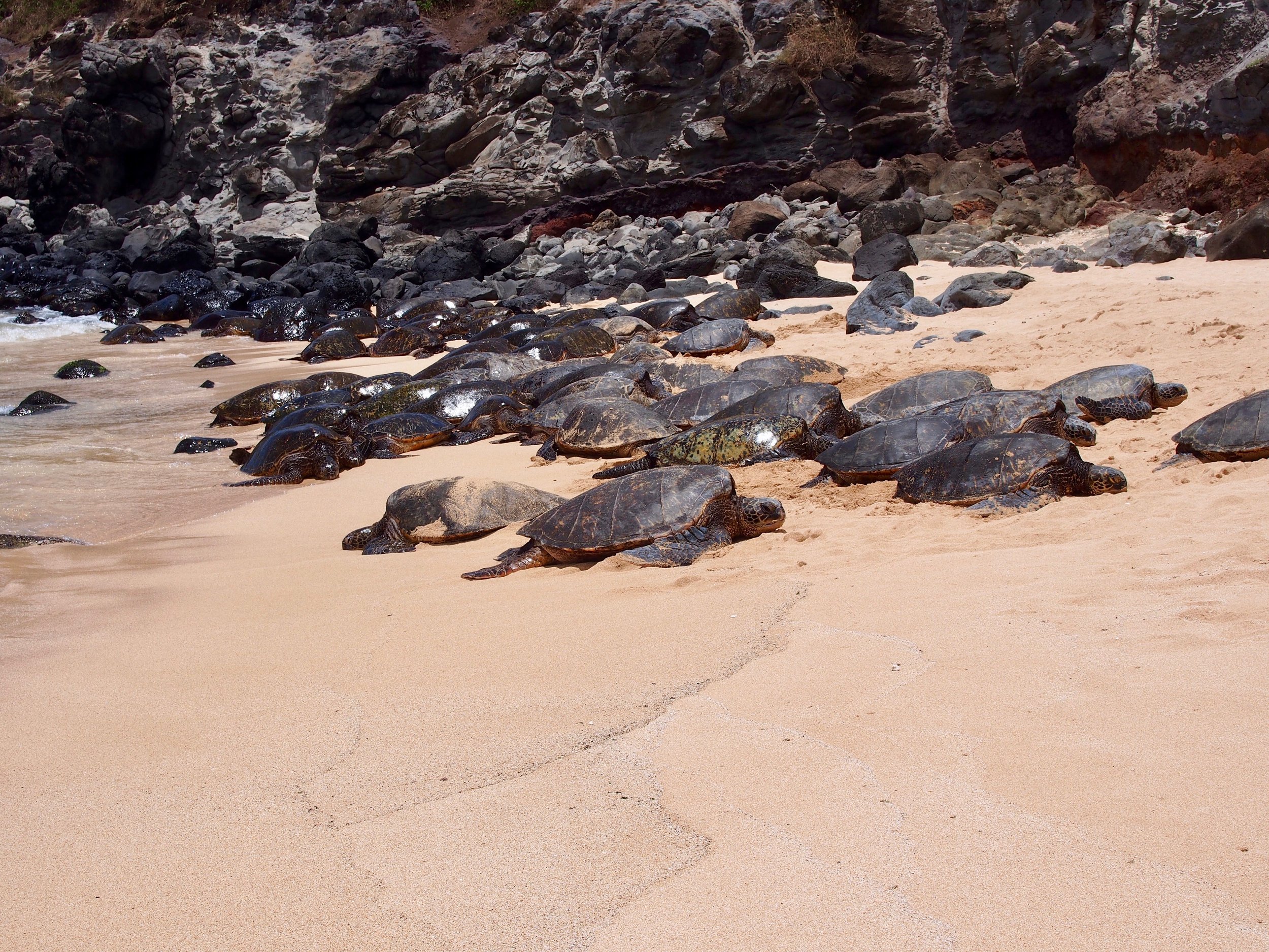 Tutles, relaxing in the sun on Ho'okipa Beach in Paia, Hawaii