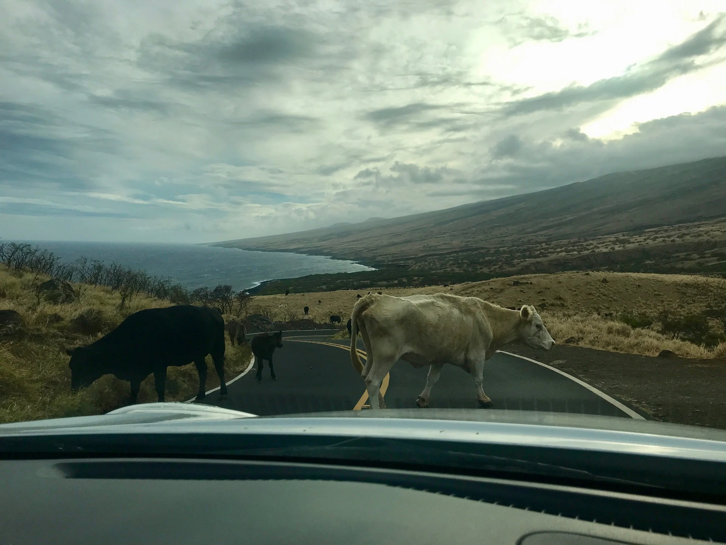 Cows blocking the road on Hana Highway, Maui, Hawaii