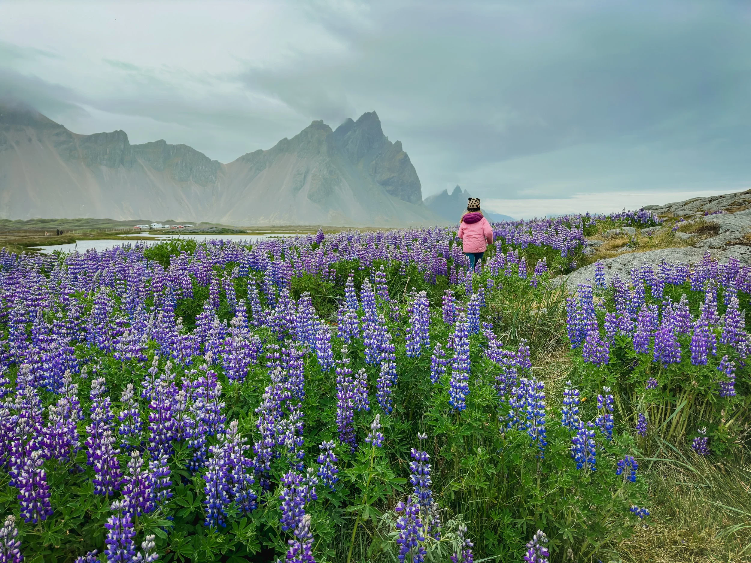 wandering through purple lupine at Stokksnes Beach in Iceland