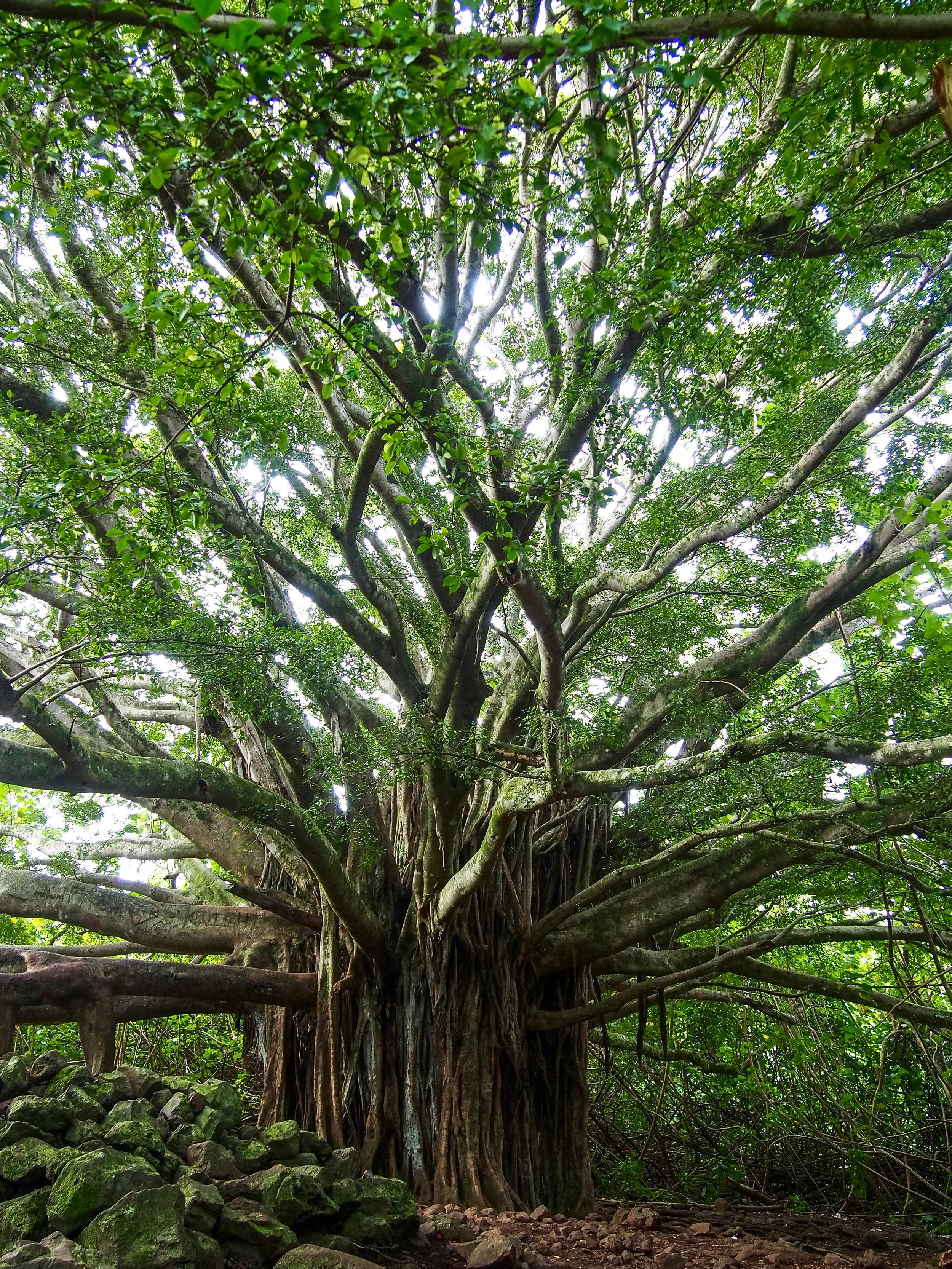 An enormous Banyan tree on the Pipiwai Trail in Maui Hawaii