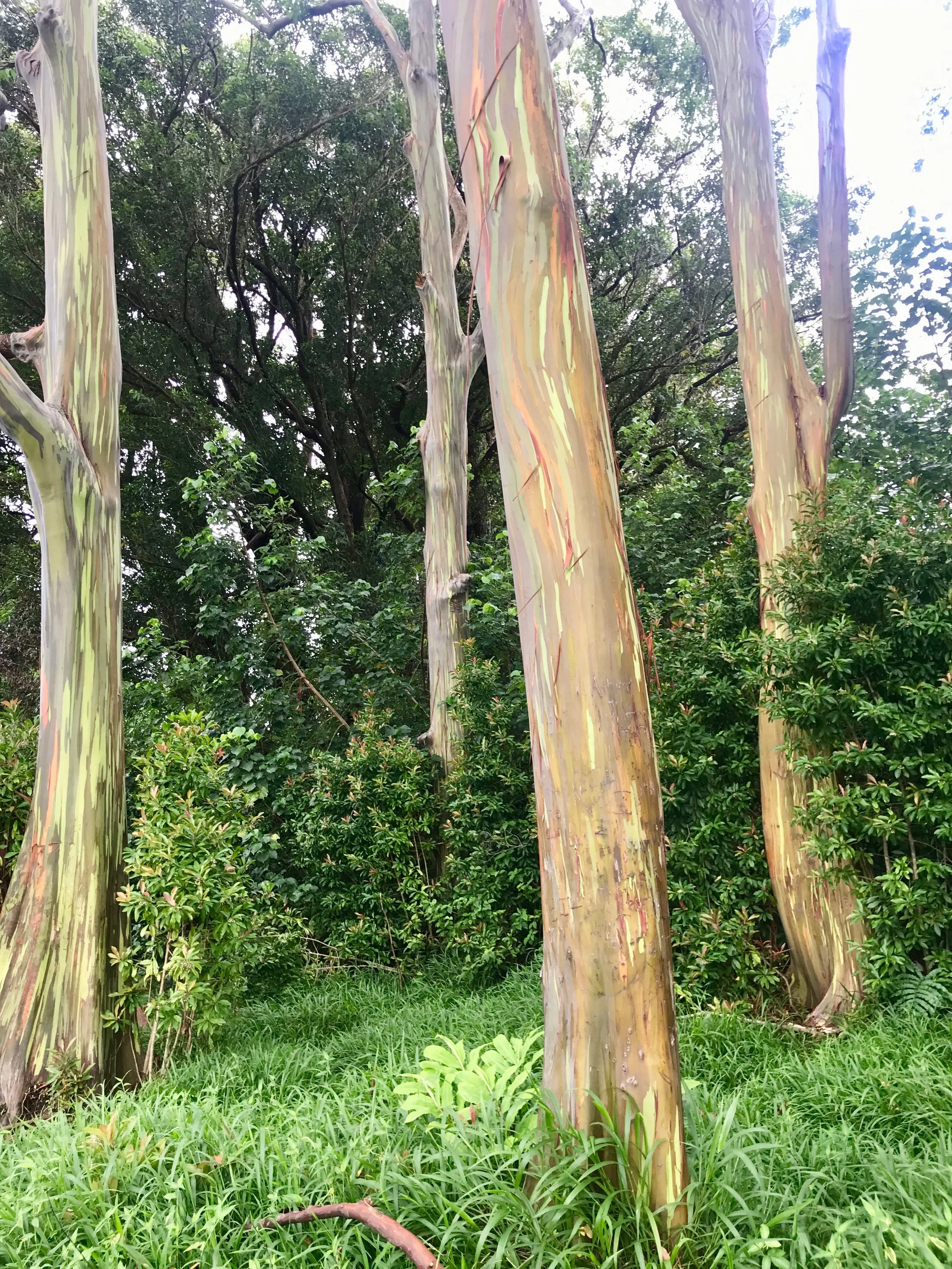 Rainbow eucalyptus trees along the Road to Hana in Maui Hawaii