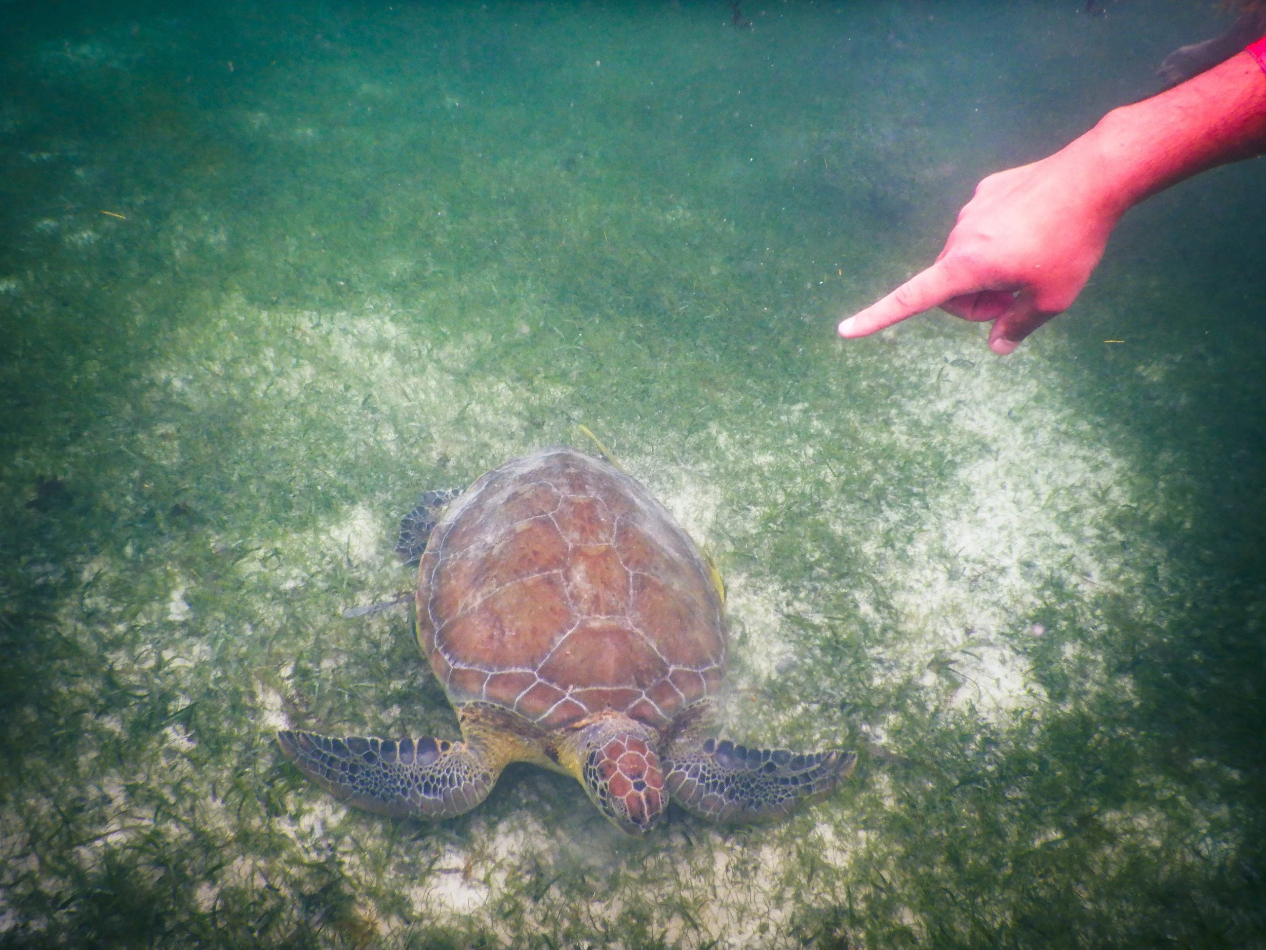 Pointing at a sea turtle underwater at Akumal Beach in Mexico