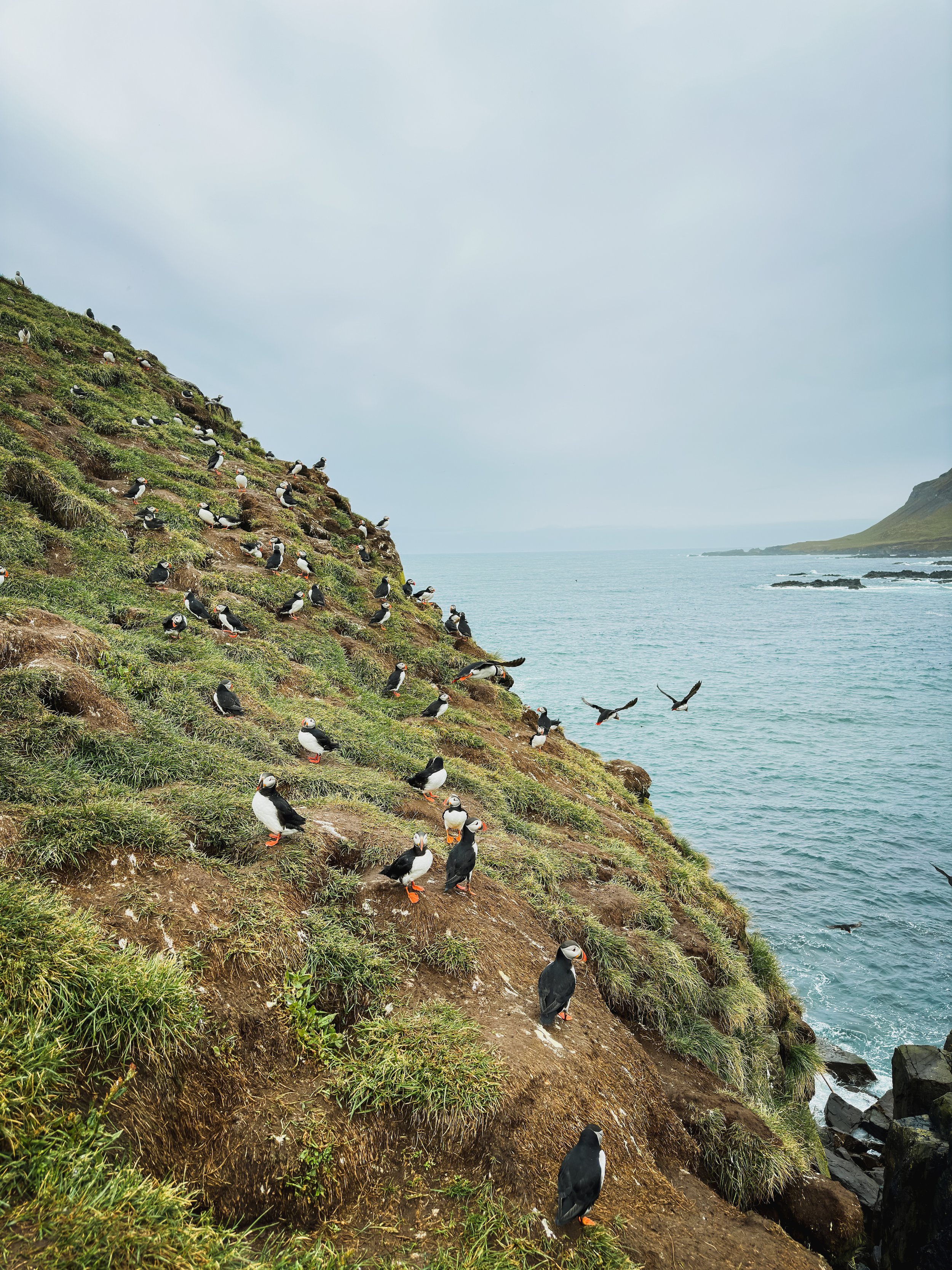 A hillside of puffins in Iceland