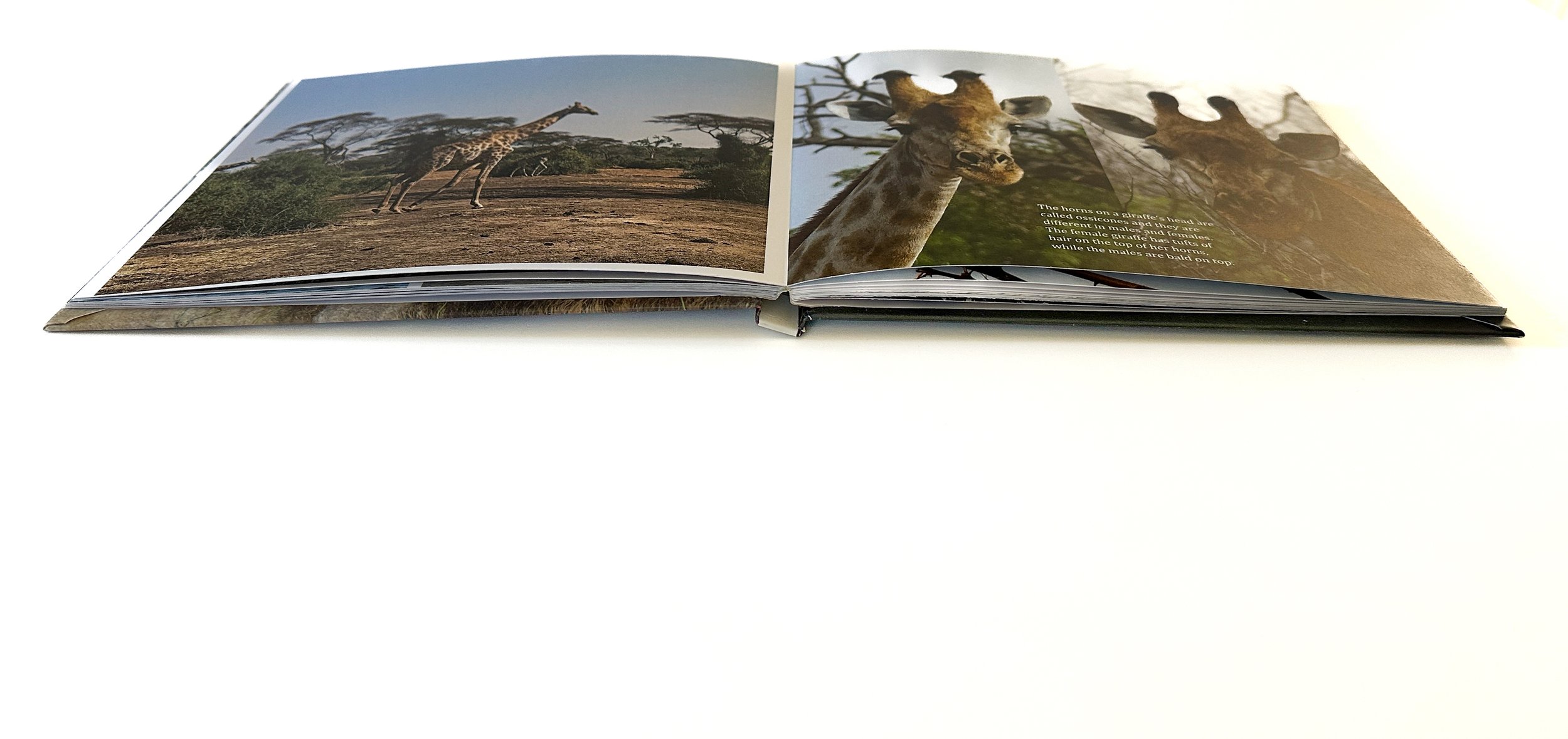 layflat edited 2-1.jpg