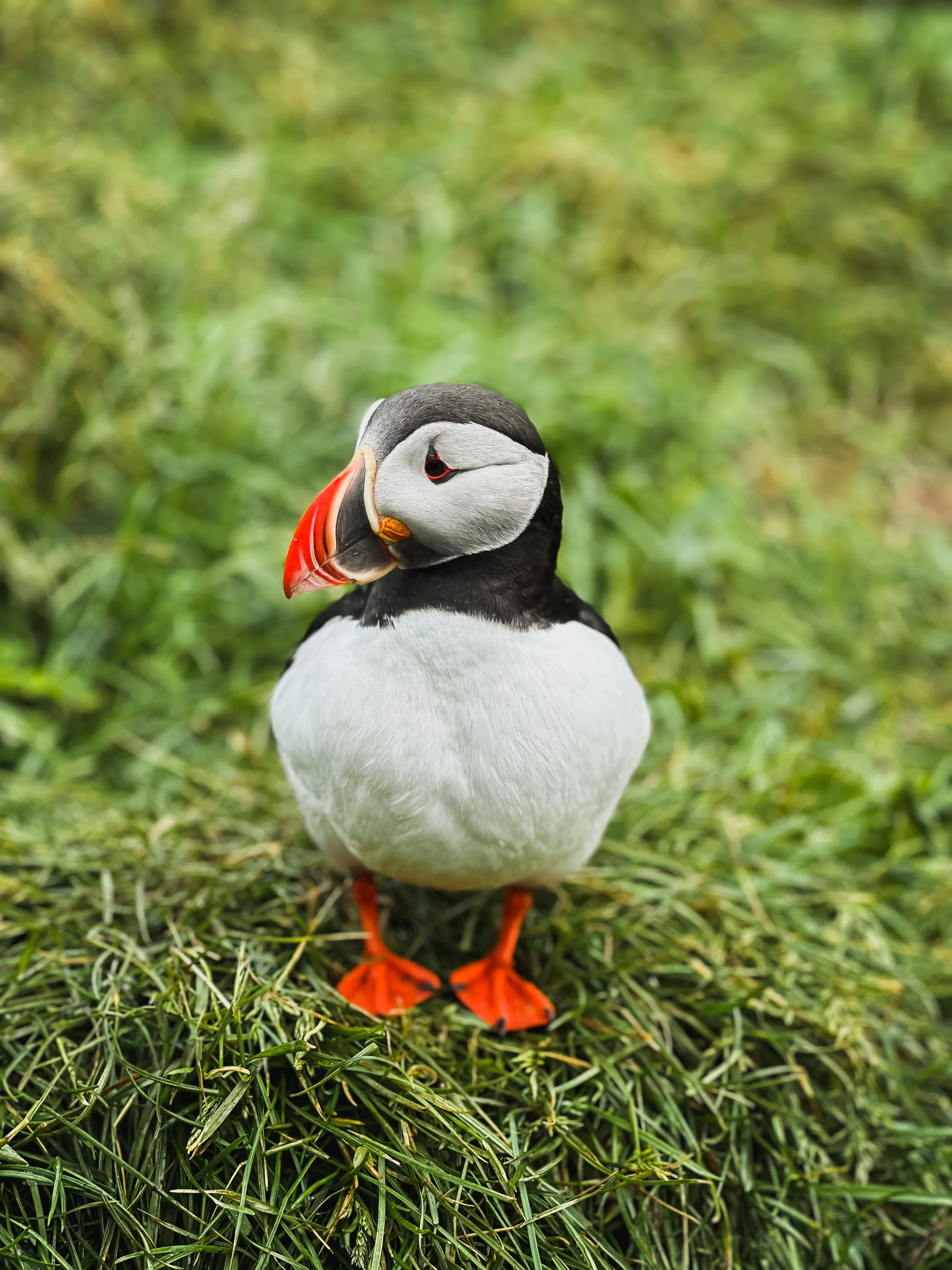 Iceland puffin
