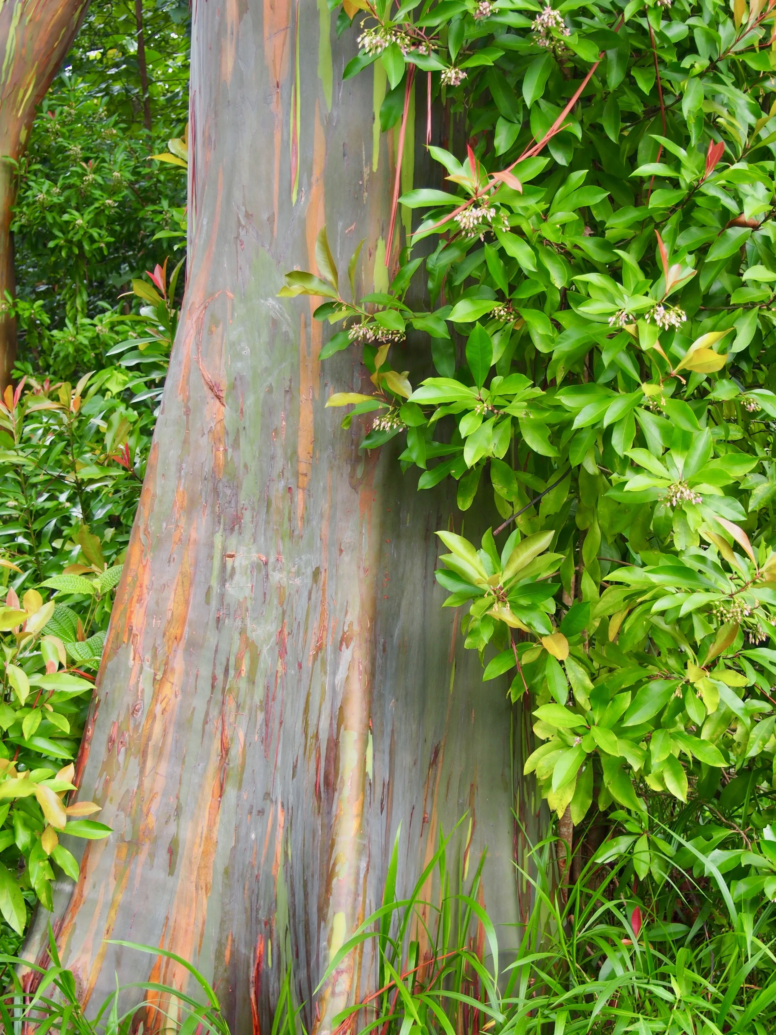 Rainbow eucalyptus trees along the Road to Hana in Maui Hawaii