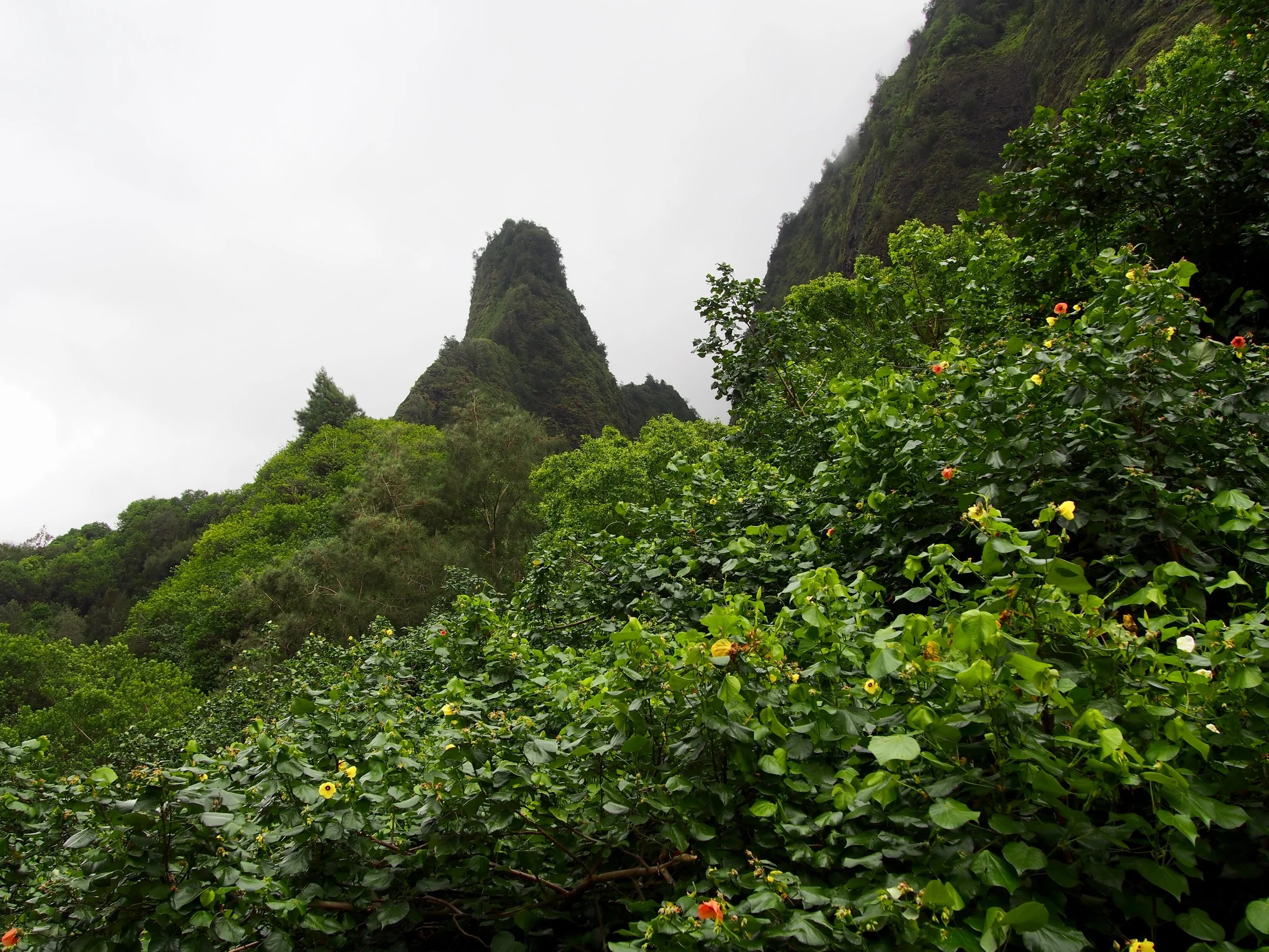 IAO Needle coming out of a lush green forest in Maui, Hawaii