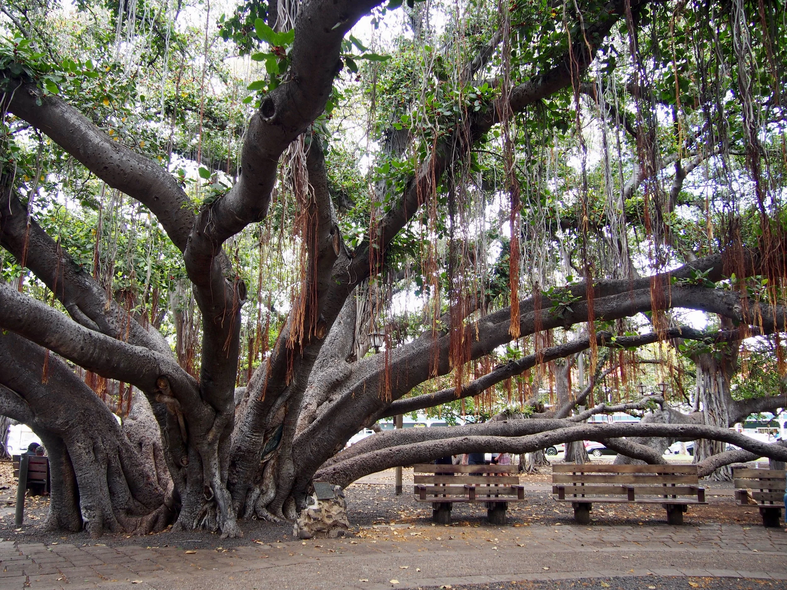 Banyan Tree in Lahina, Maui, Hawaii
