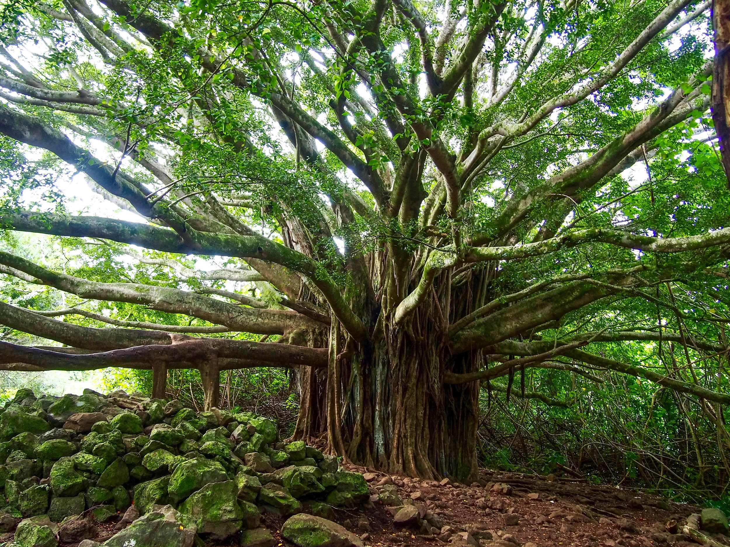 A gigantic Banyan tree on the Pipiwai Trail in Maui Hawaii